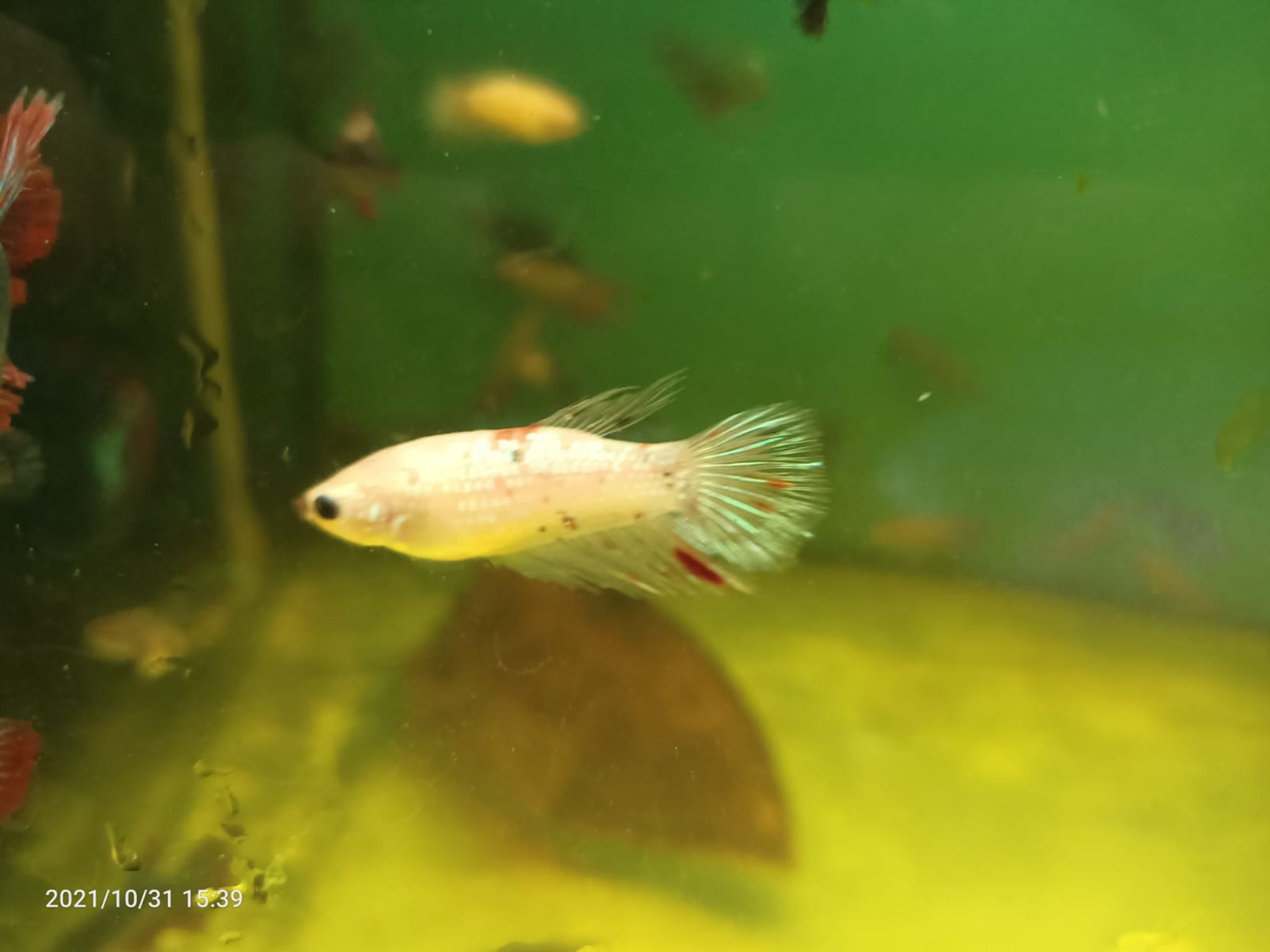 Assorted Female Betta ( BT-0203 )