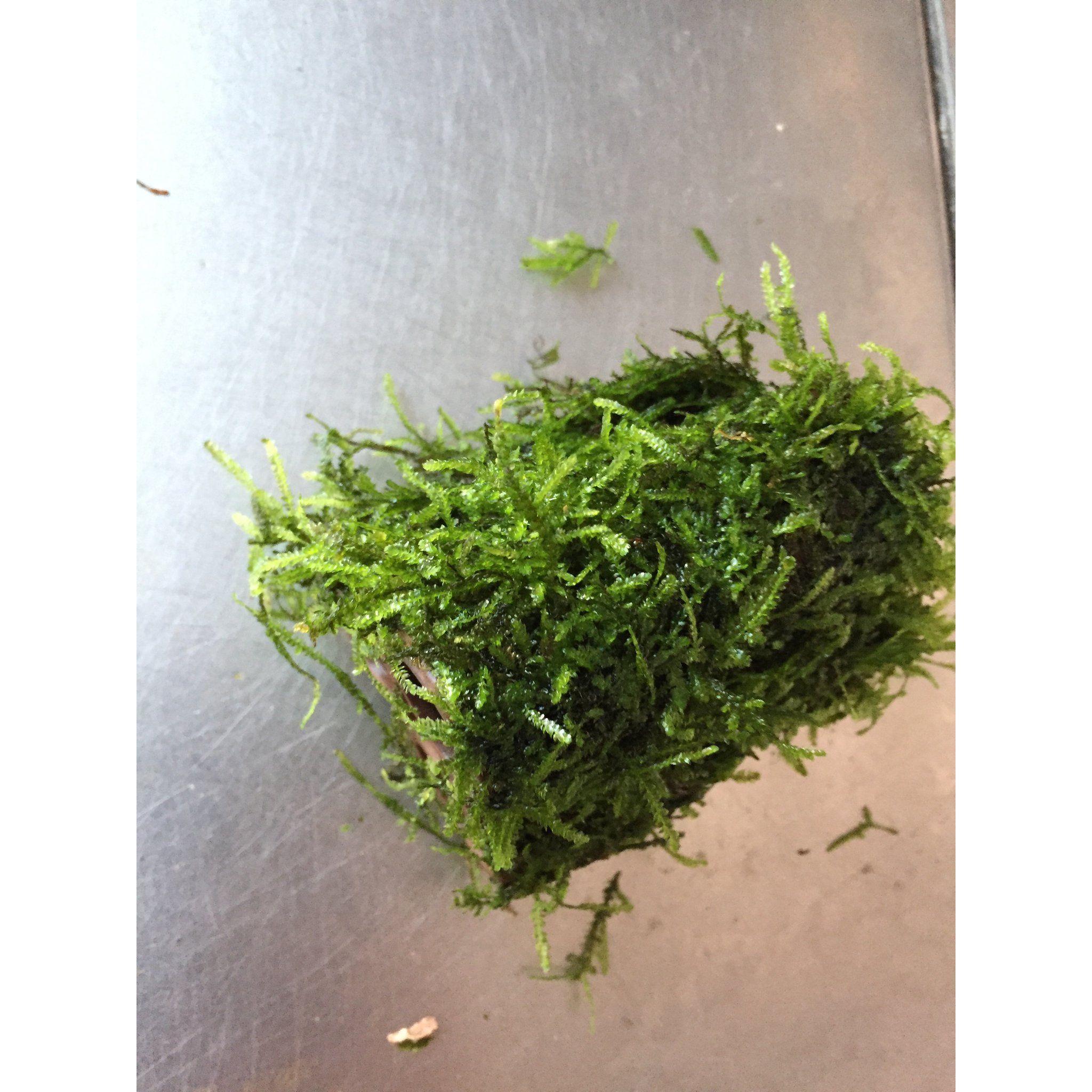 Moss on Ceramic (3 holes)