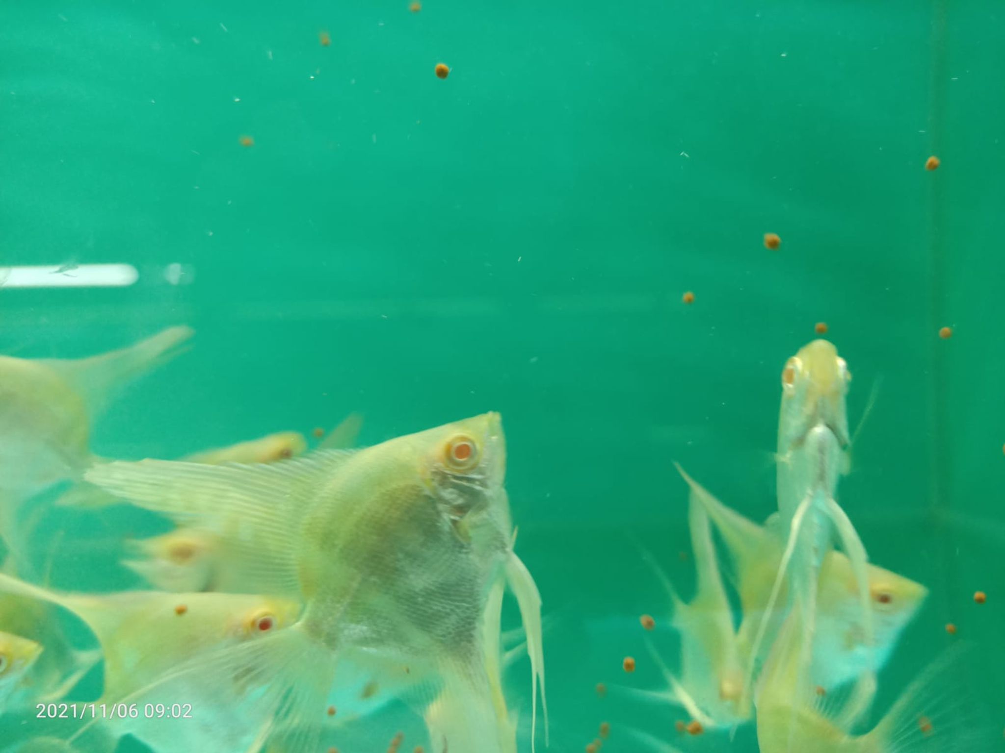 Albino Red Eye Angel (AA-0887 )