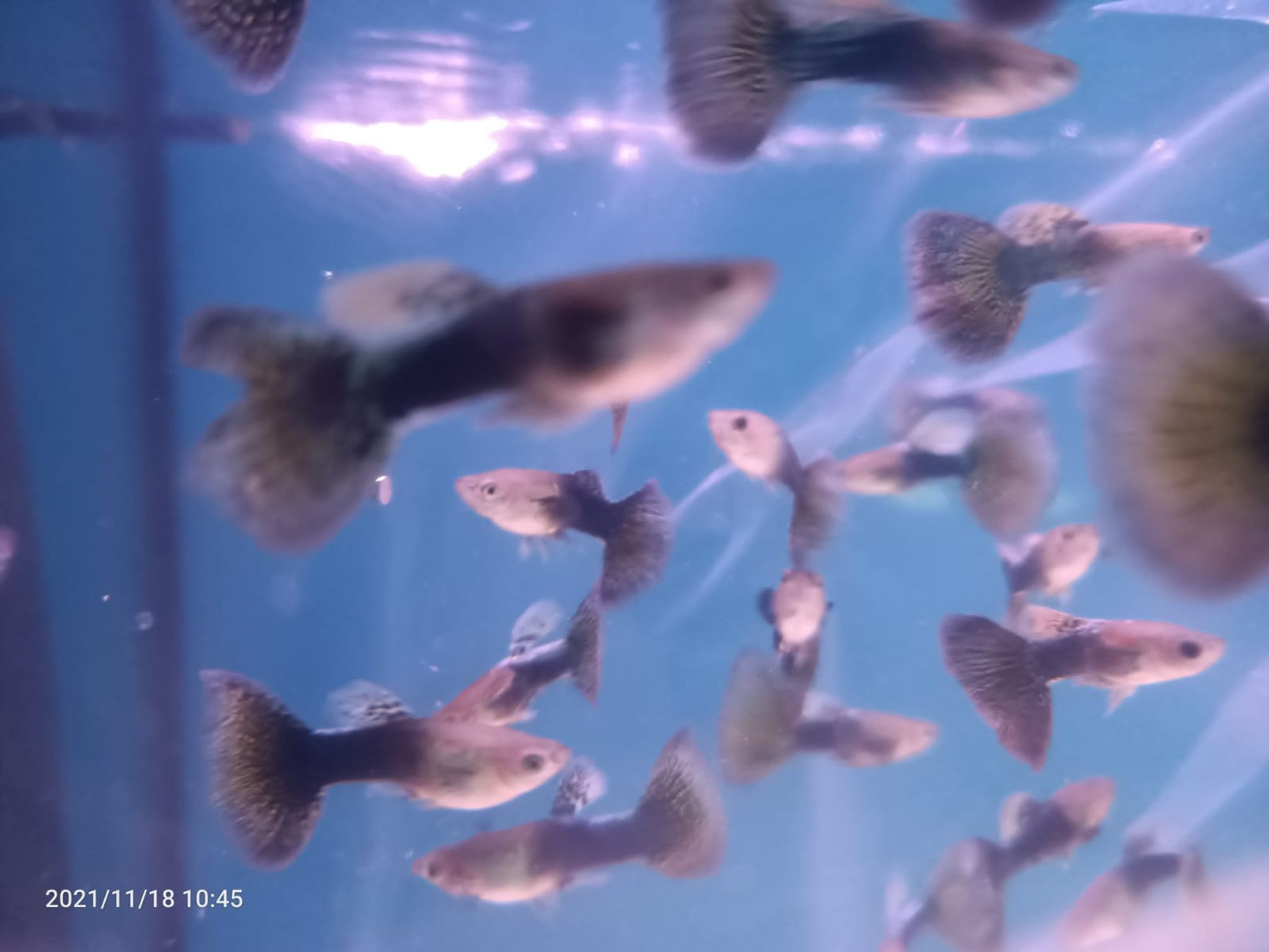 Assorted Guppy Male { Special } ( GP-0003 )