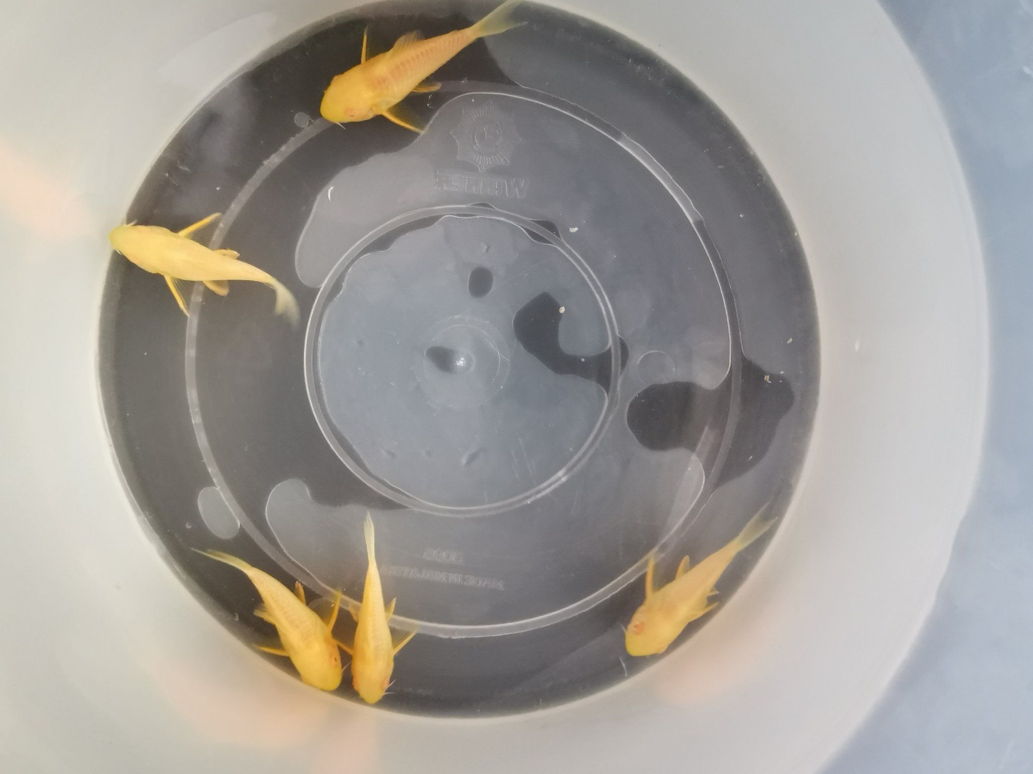 Corydoras Albino Sterbai 3cm