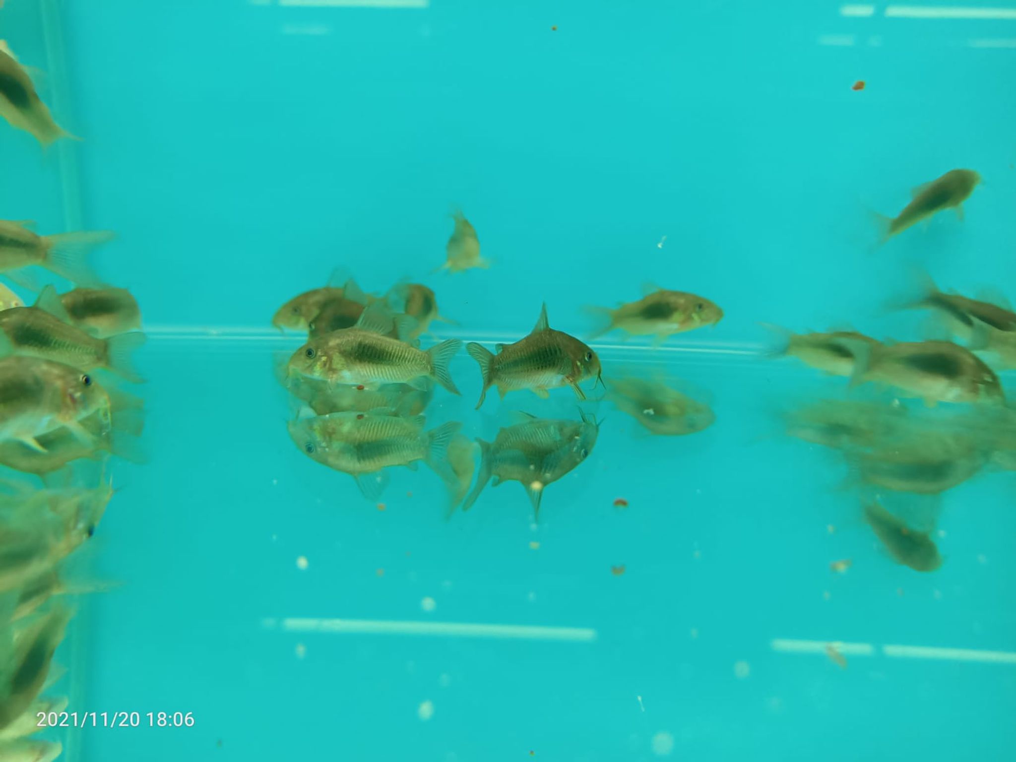 BLUE CORYDORAS ( CB-0202 )