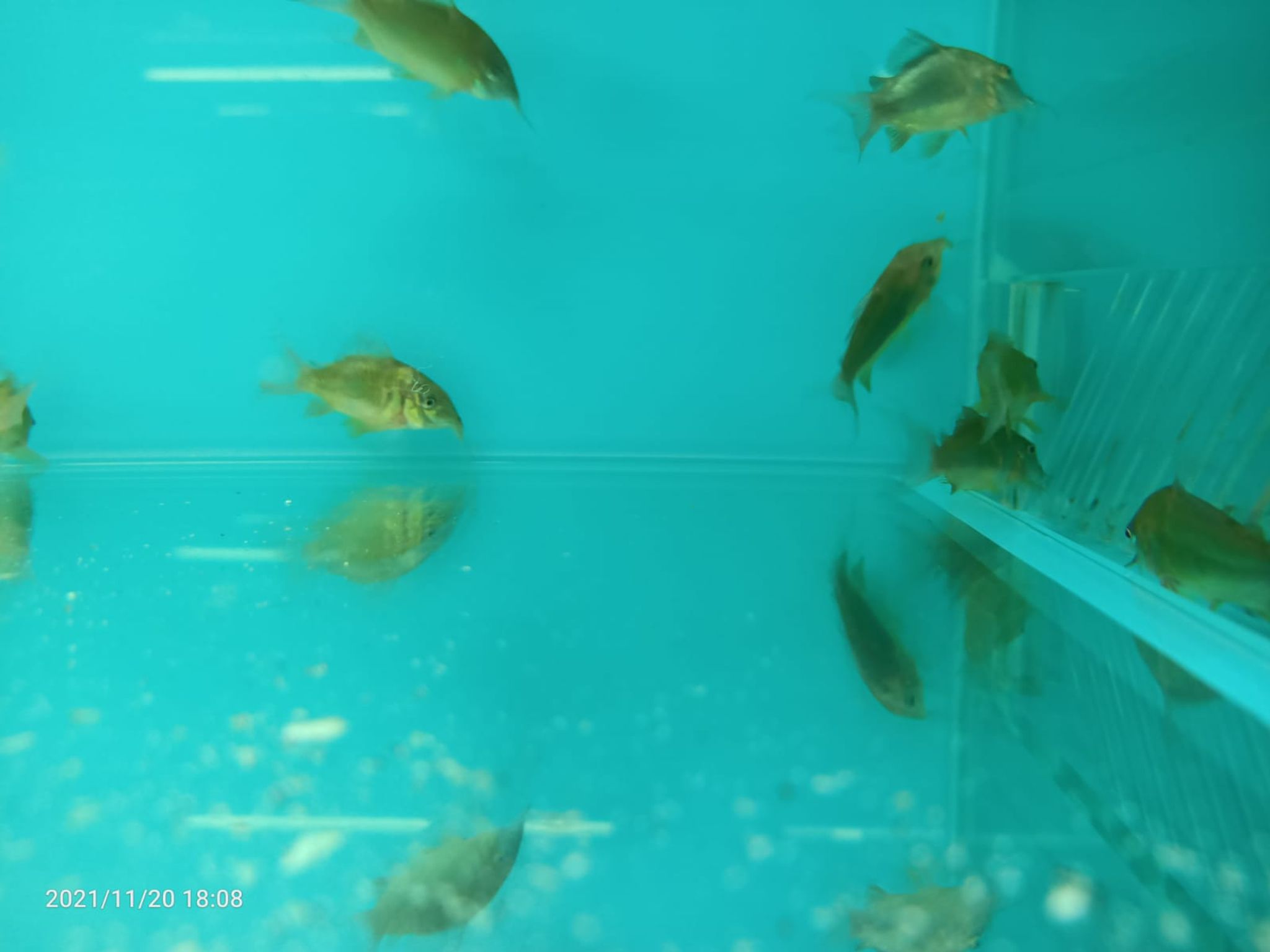 GREEN CORYDORAS ( CB-0272 )
