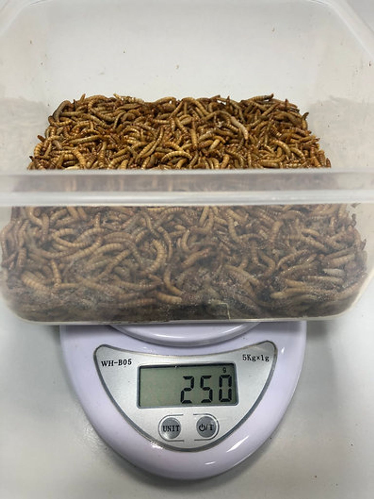 Calcium+ Mealworms