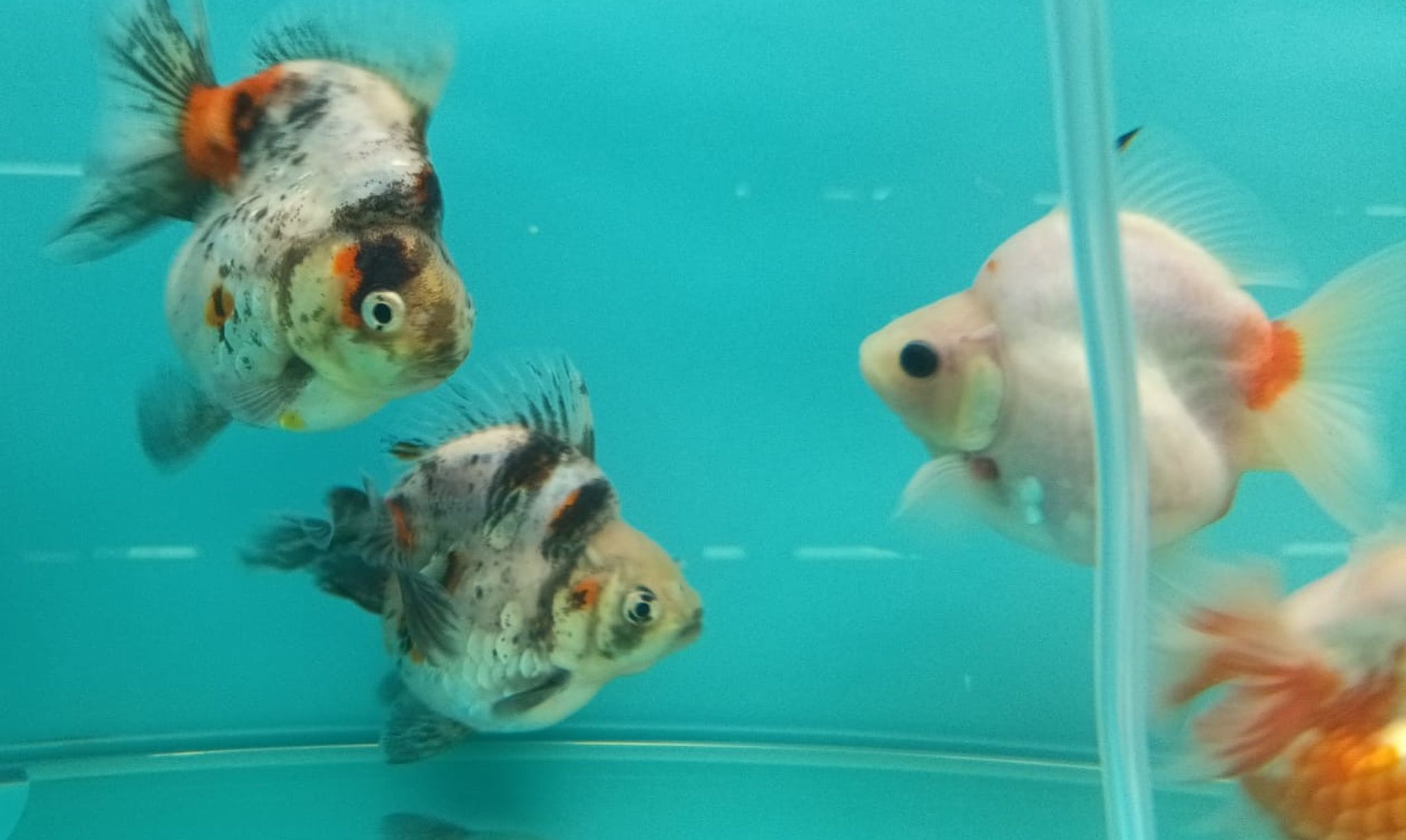 Calico Short Tail Ryukin Goldfish GG-2047