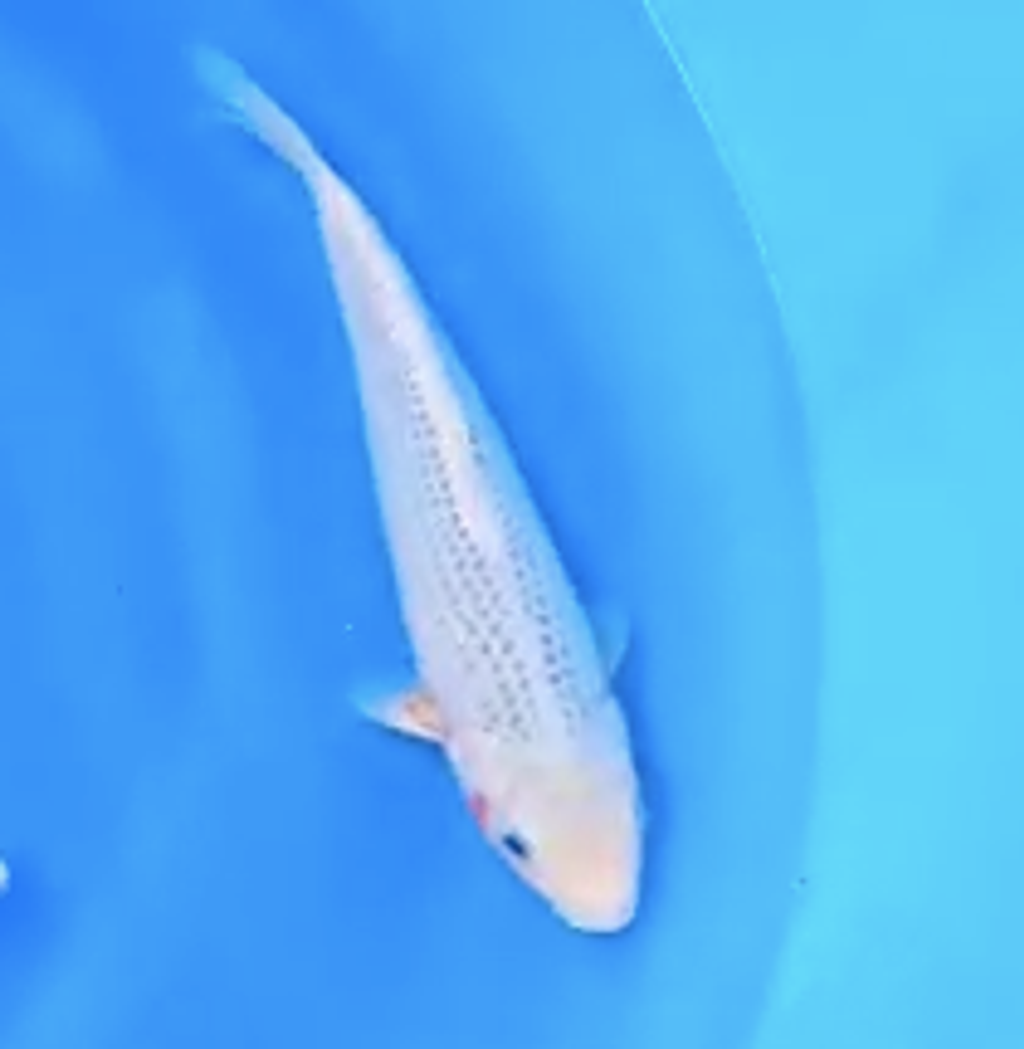 Asagi Koi