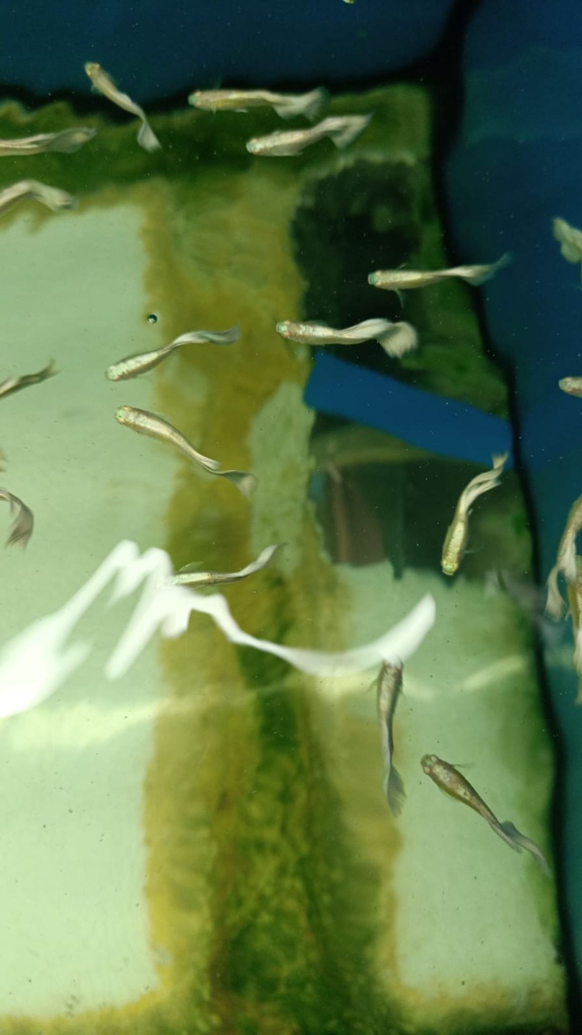 Albino Platinum Guppy