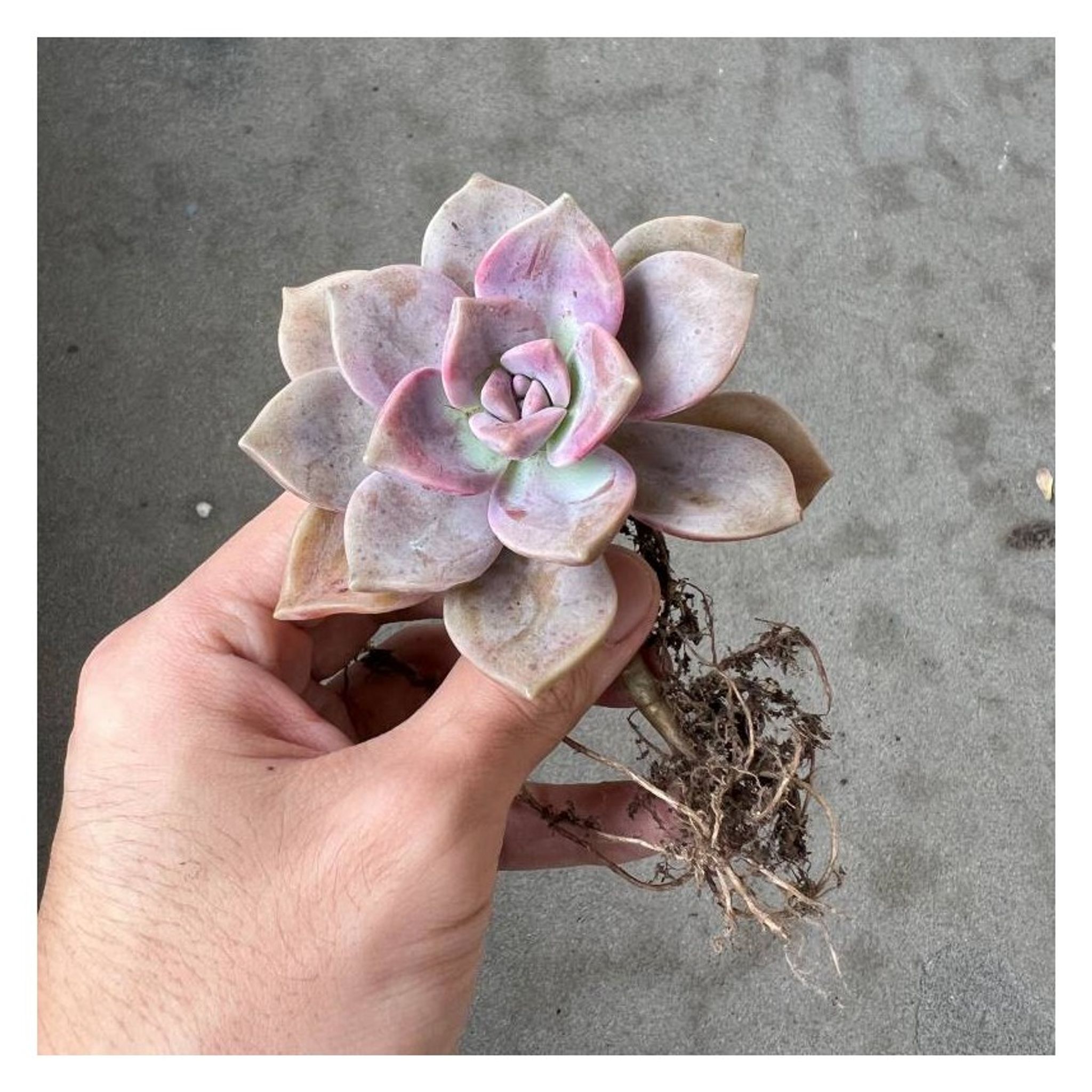 Assorted Bareroot Succulents