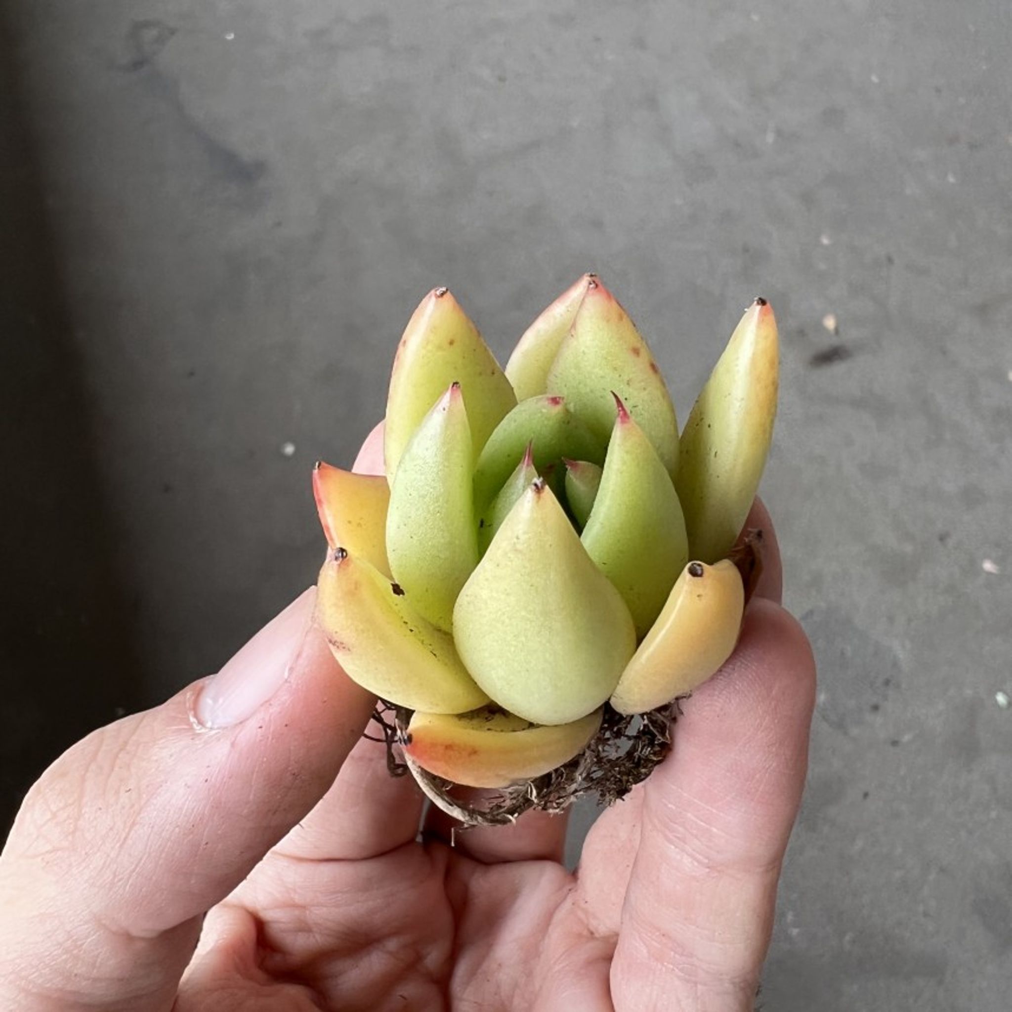 Assorted Succulents (3 random pieces)