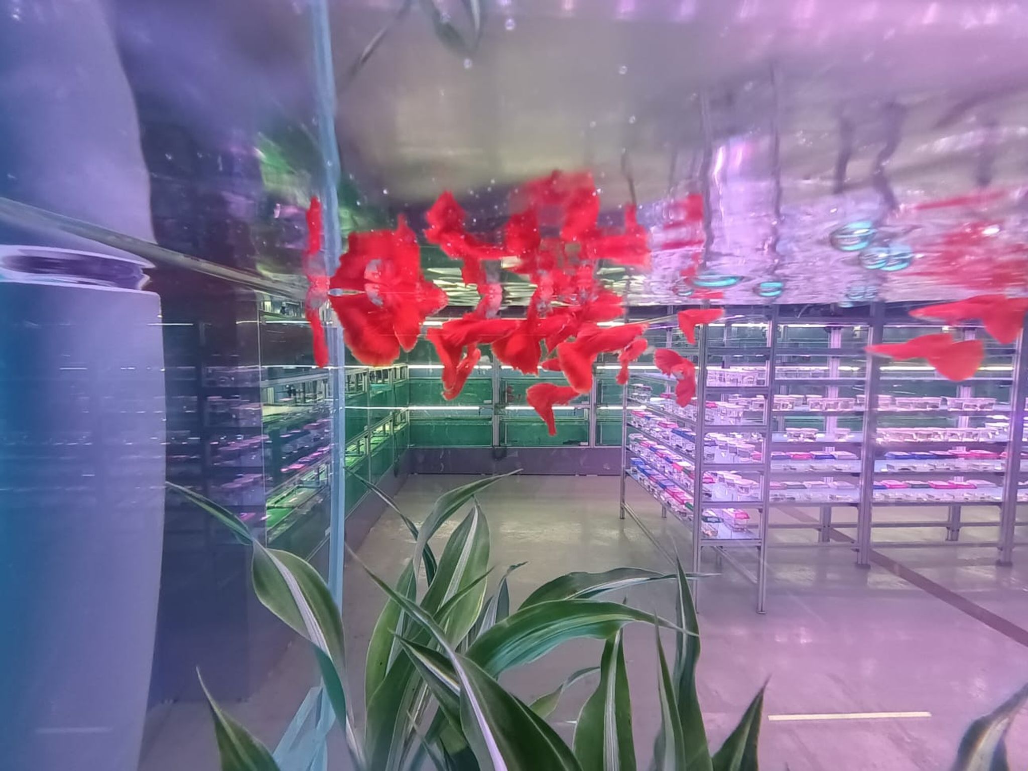 Full Red Guppy ( GP-5103 ）