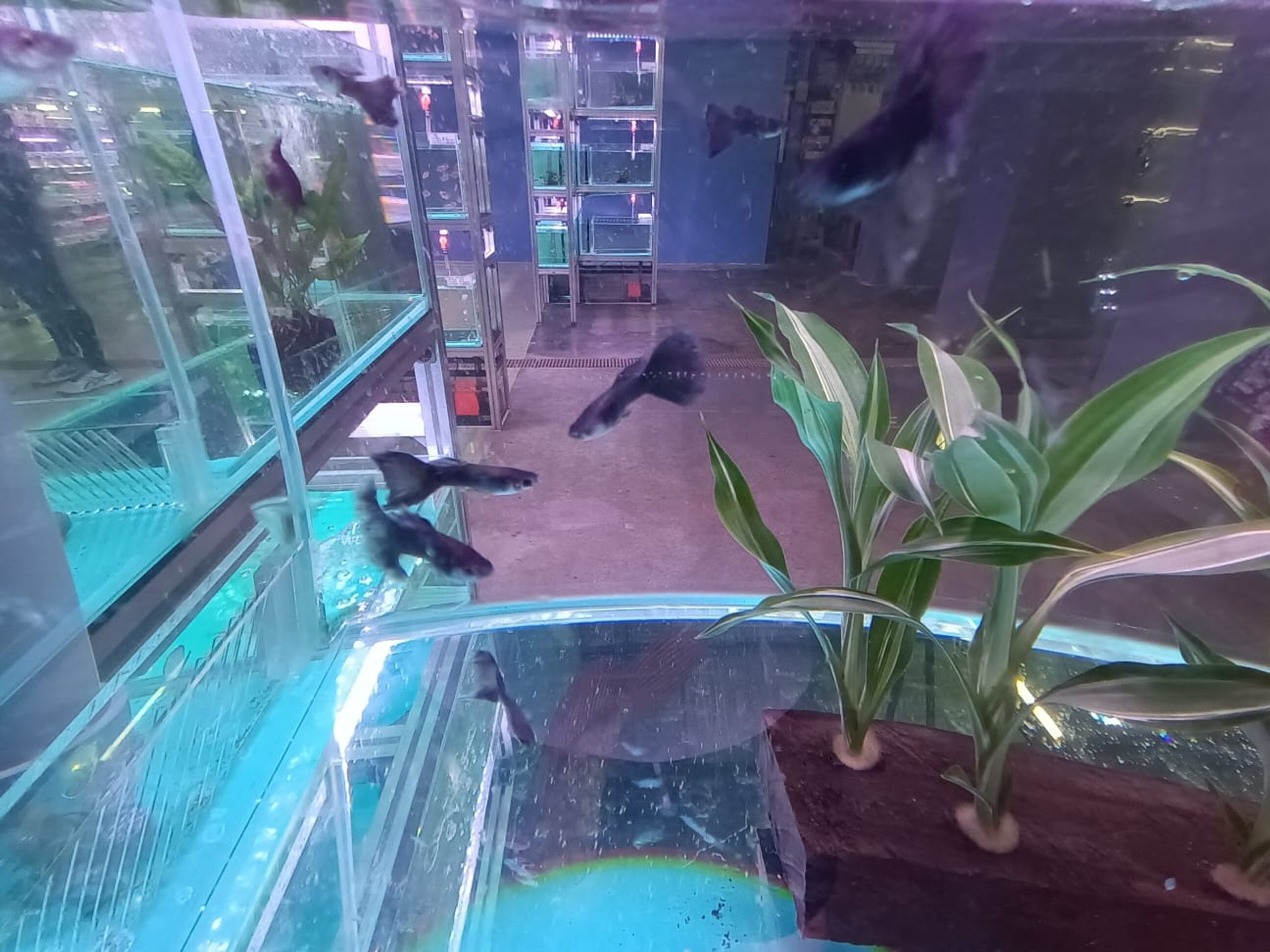Black Guppy ( GP-5103 )