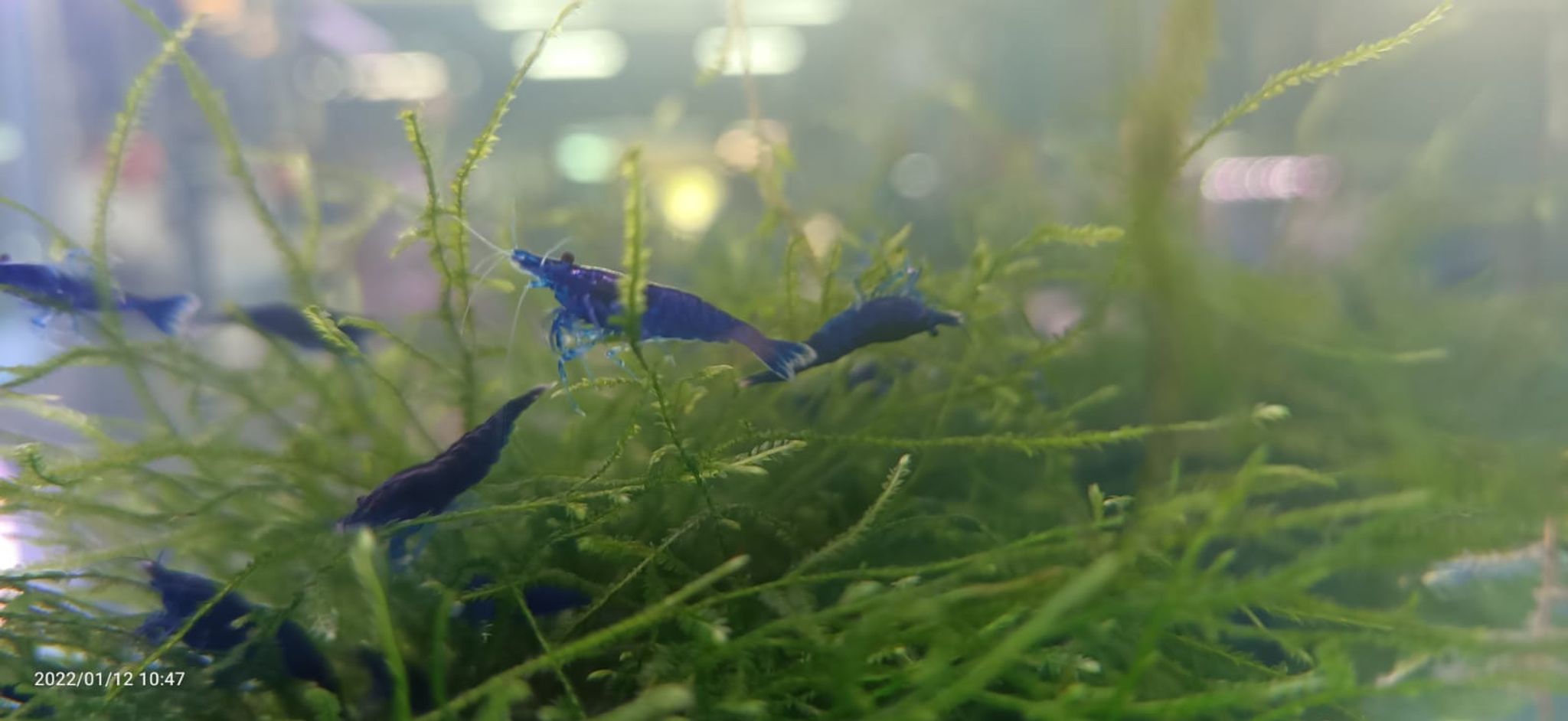 Super Blue Shrimp ( OO-5770 ）