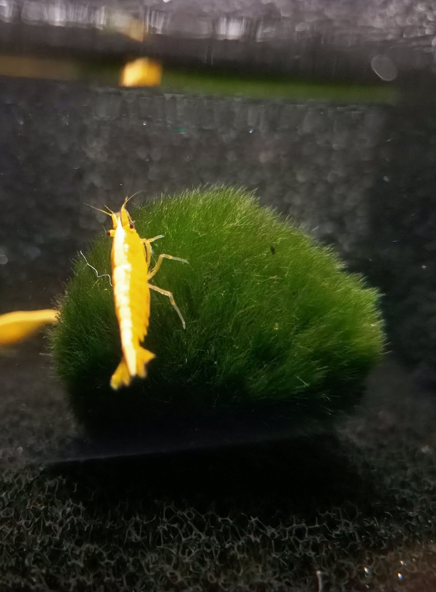 Golden back shrimp 1-1.5cm