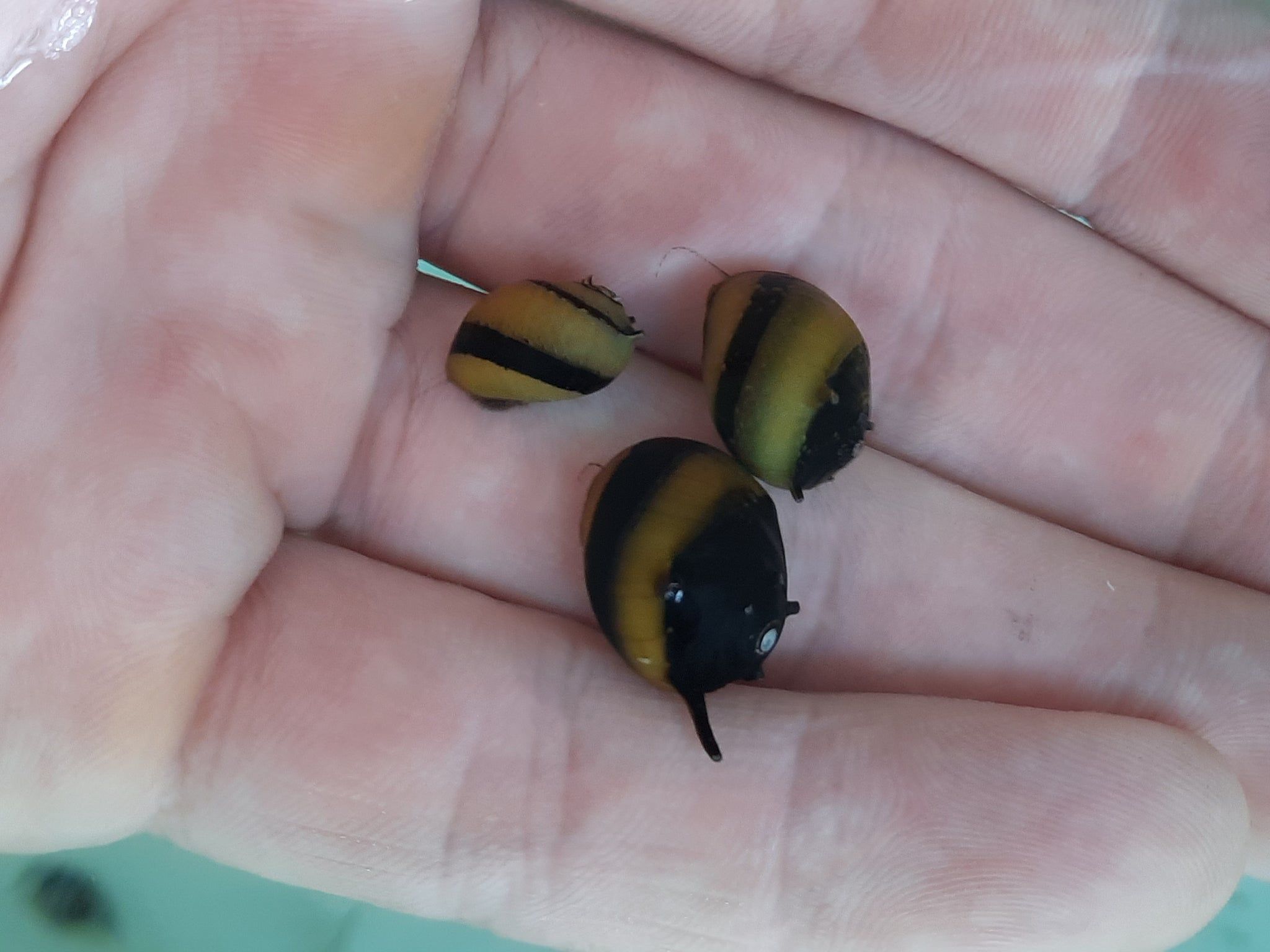 Bumblebee horned snail