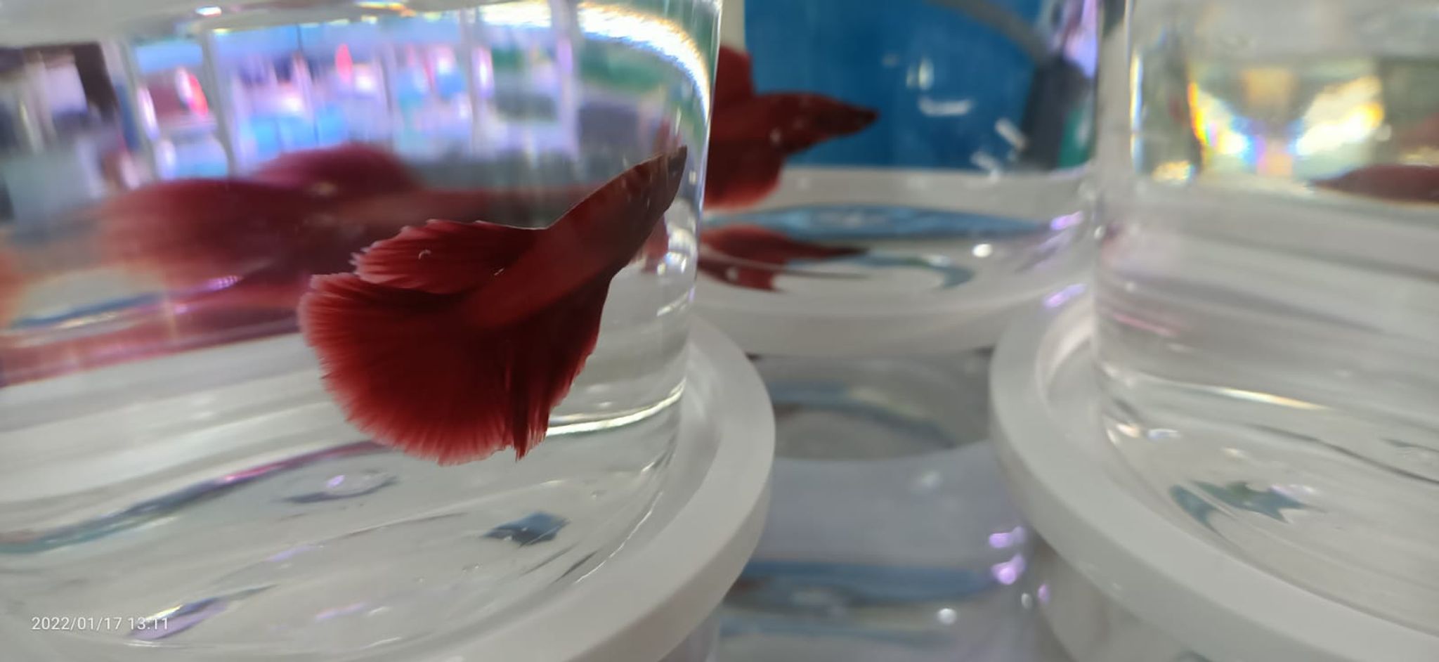 Red half-moon Betta ( BT-0874 )