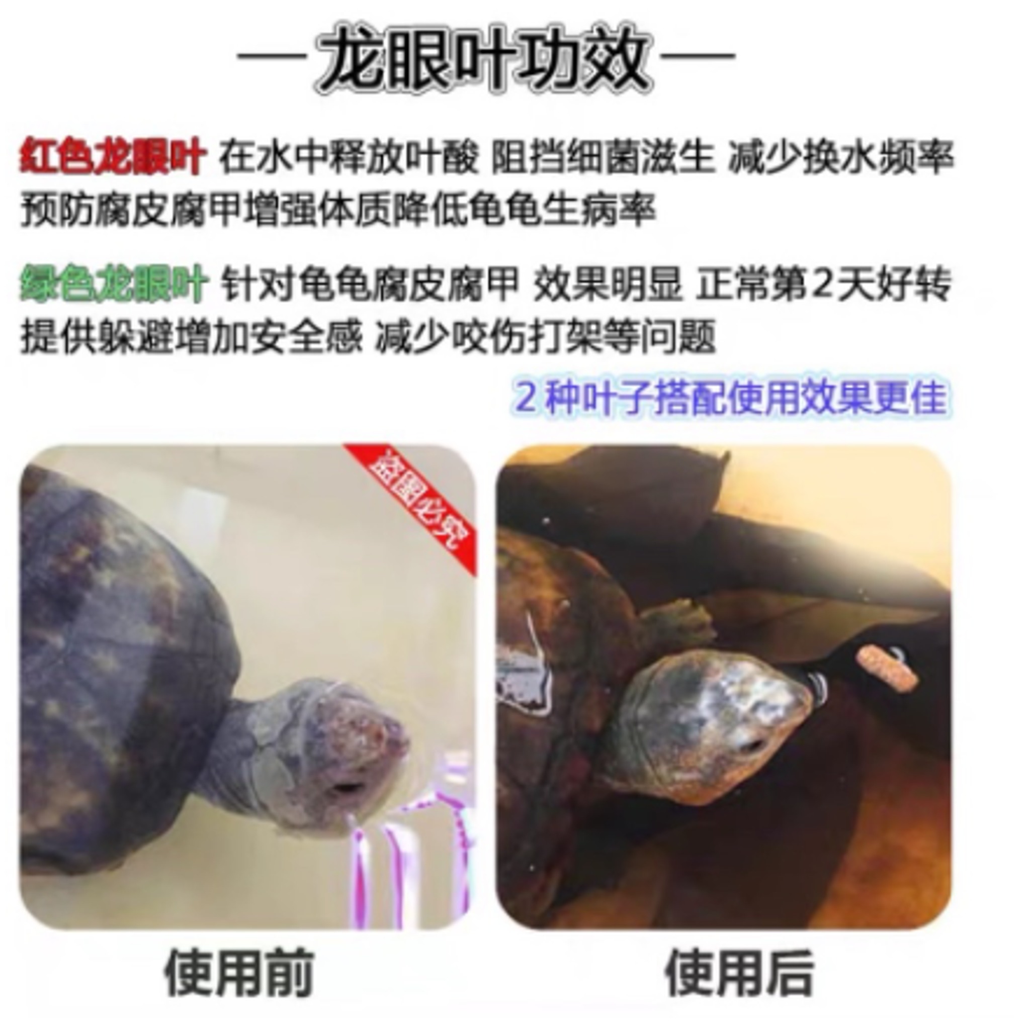 natural longan leaf for terrapin turtle tank