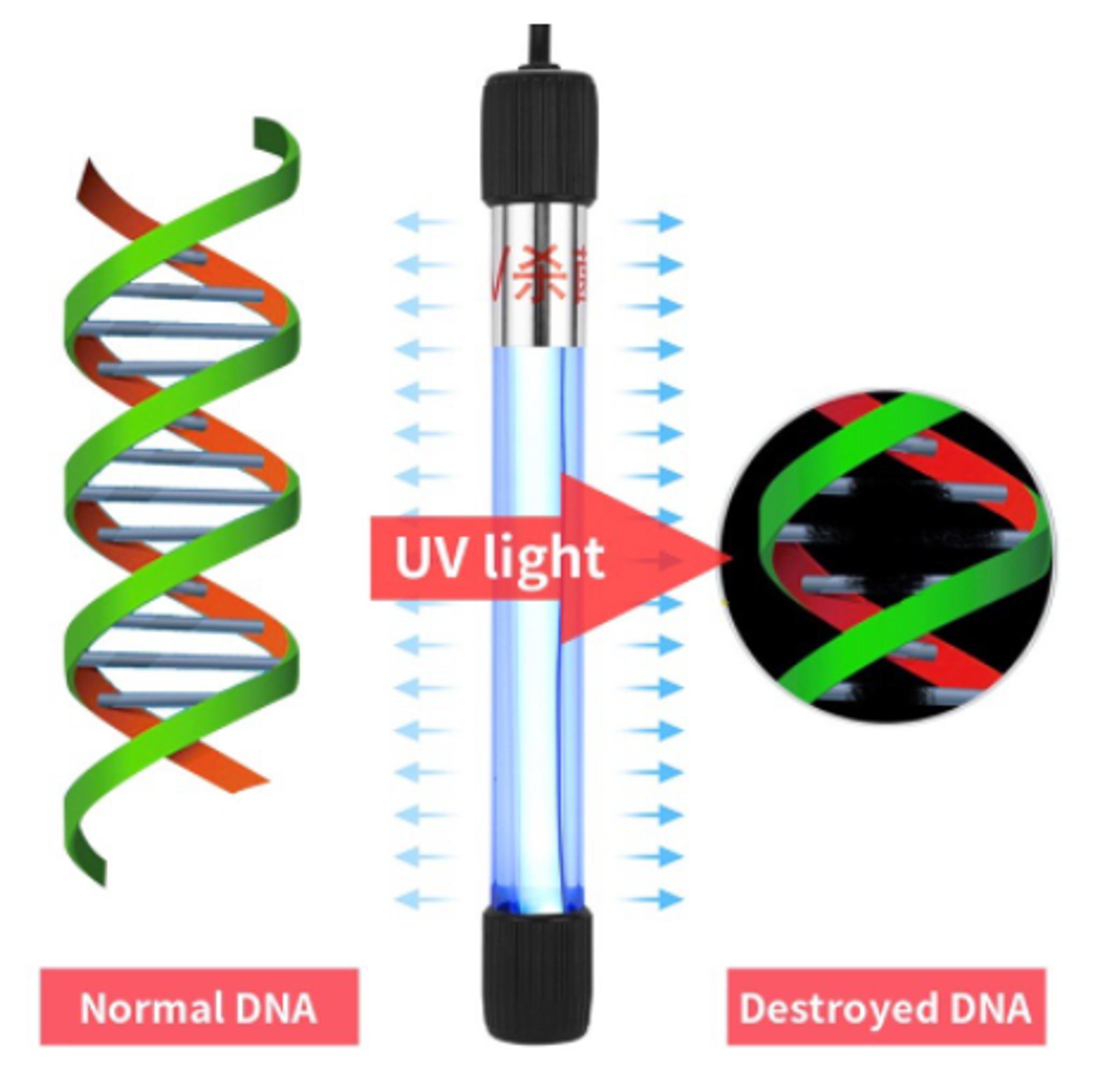 UV steriliser light with protected shield for fish tank aquarium