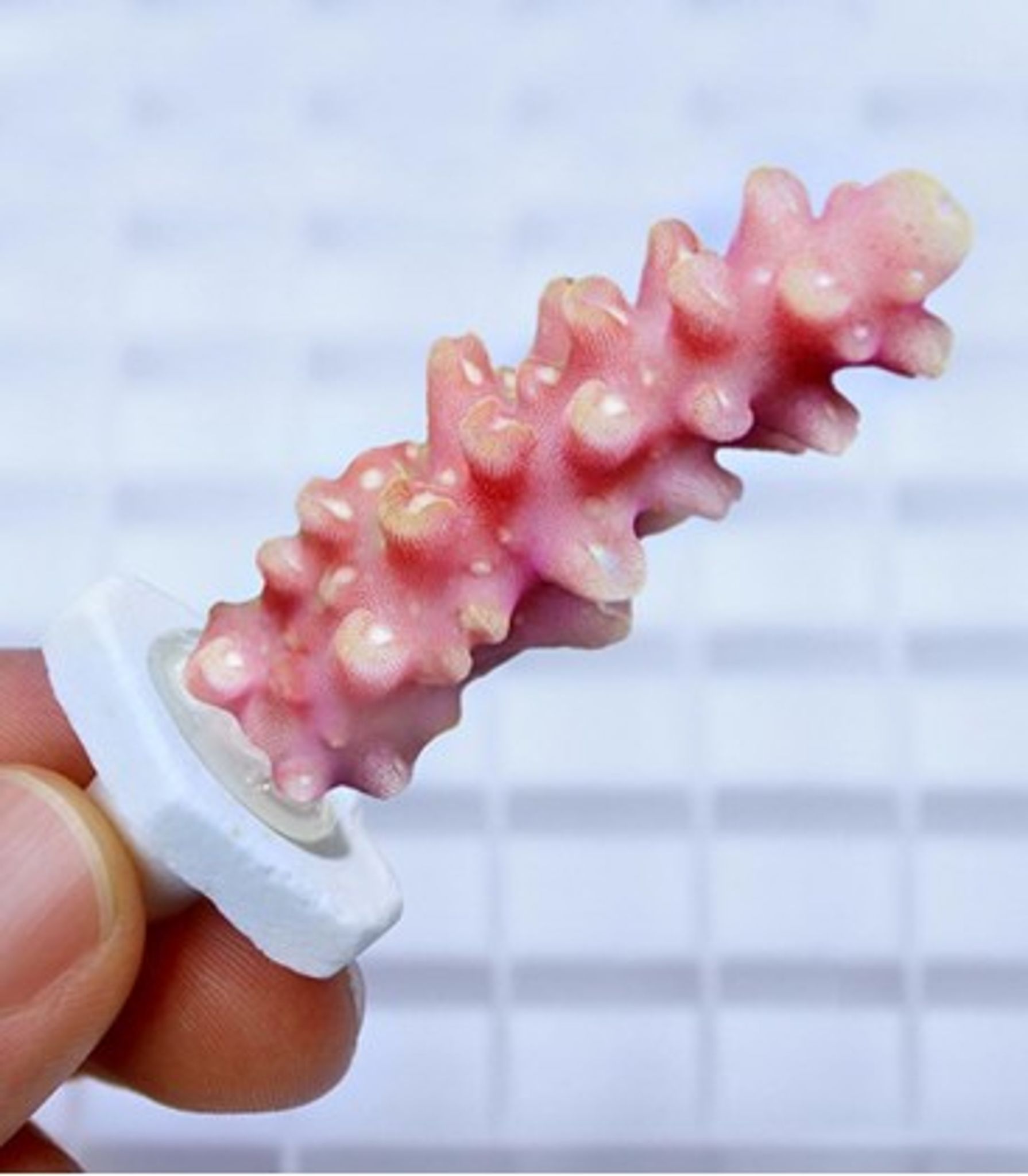 SEACHEM CORAL PLUGS (SC-1502)