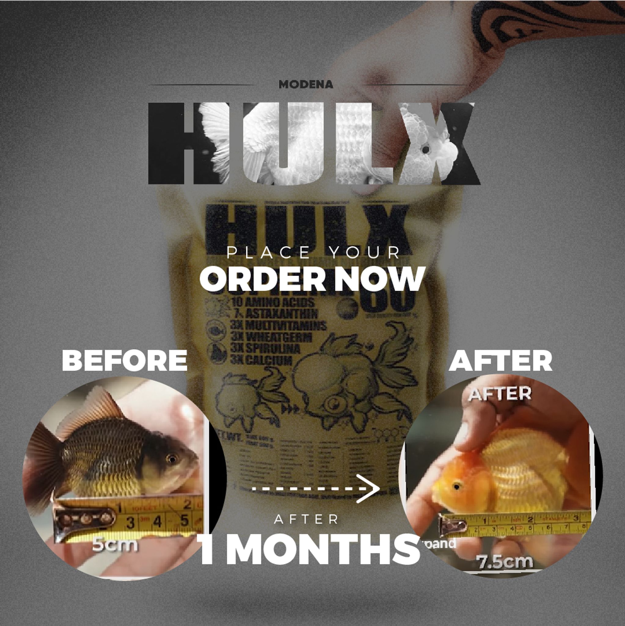 HULX GOLD Goldfish Food For Muscle & Mass Gain, Mussel & Whey & Vitamin Nutrition Mix + Conceive Block, Supreme 60