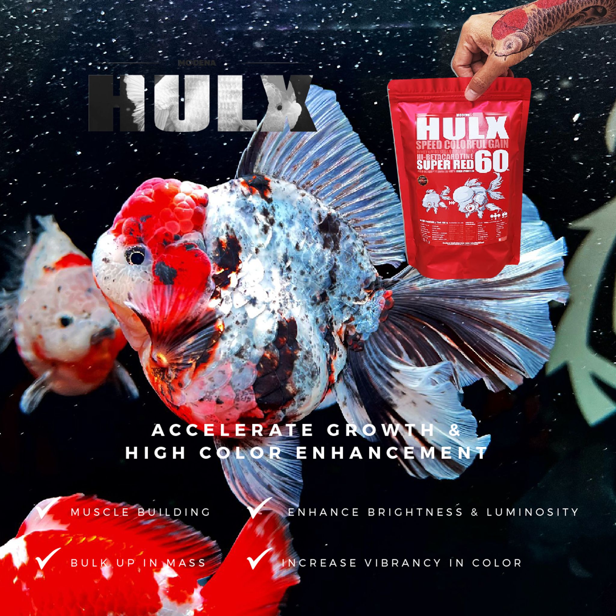 HULX RED Goldfish Food For Huge & Colorful Gain, Mussel & Whey & Vitamin Mix Super Red 60 + Astaxanthin 6%