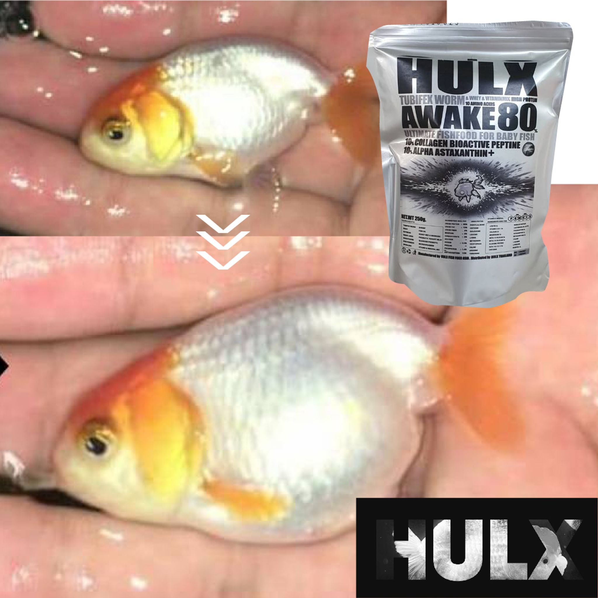 HULX SILVER Goldfish Food Tubifex Worm & Whey & Vitamin Mix High Protein 10 Amino Acid Awake 80 Ultimate Fish Food