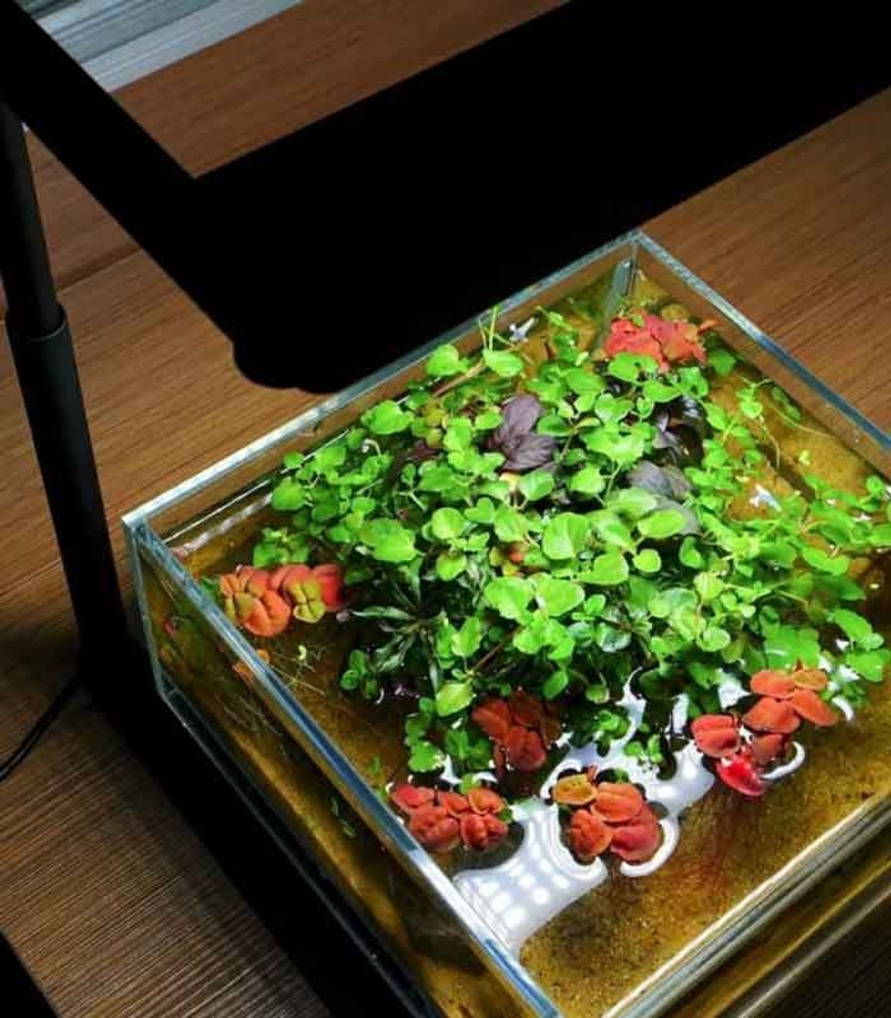 CHIHIROS C2 RGB LED LIGHTING (C8402)