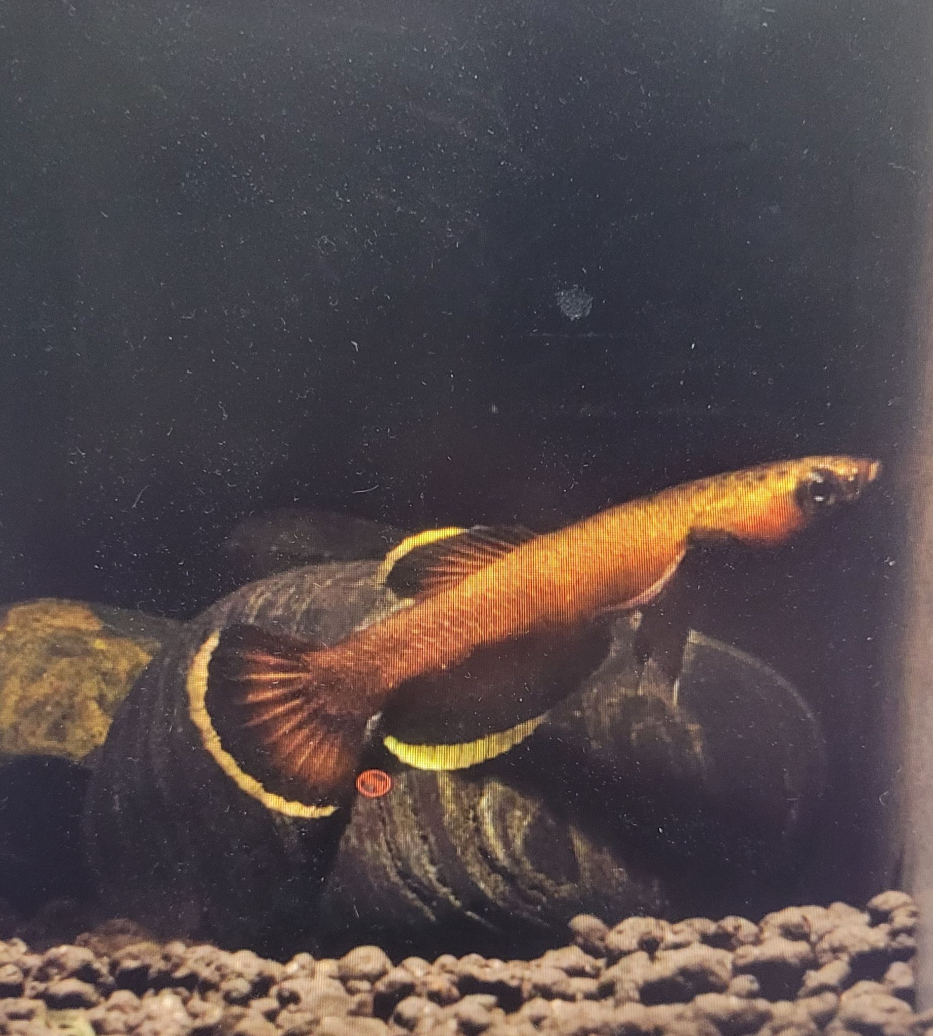 Betta Albimarginata
