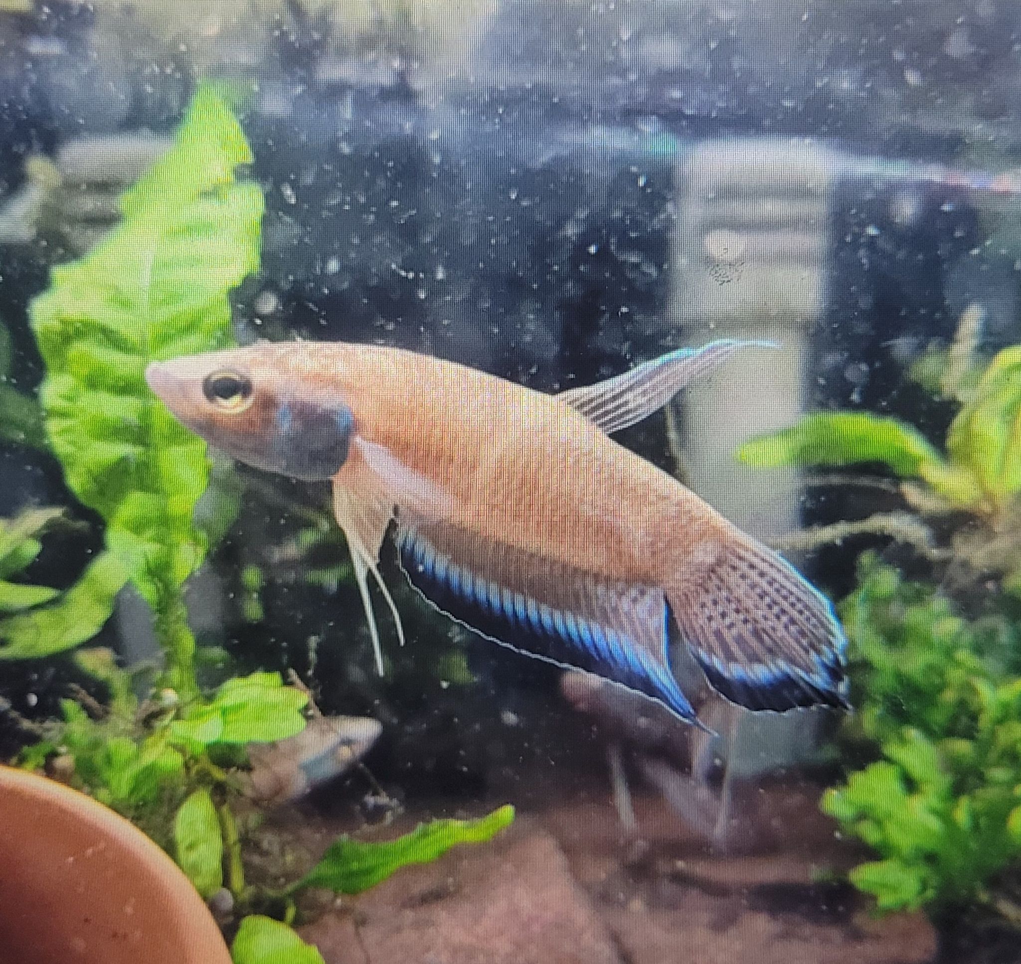 Betta Enisae