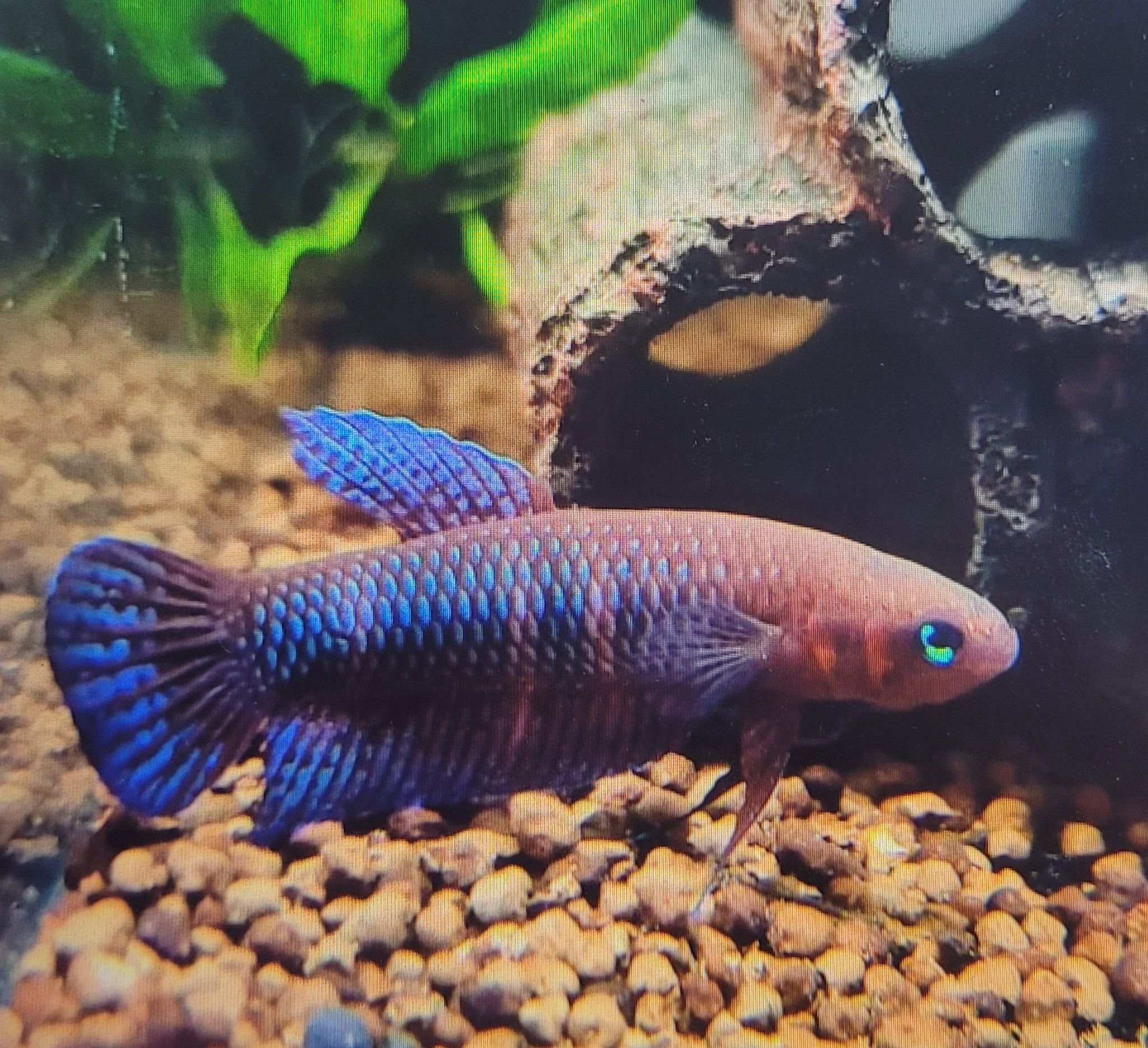 Betta Hendra