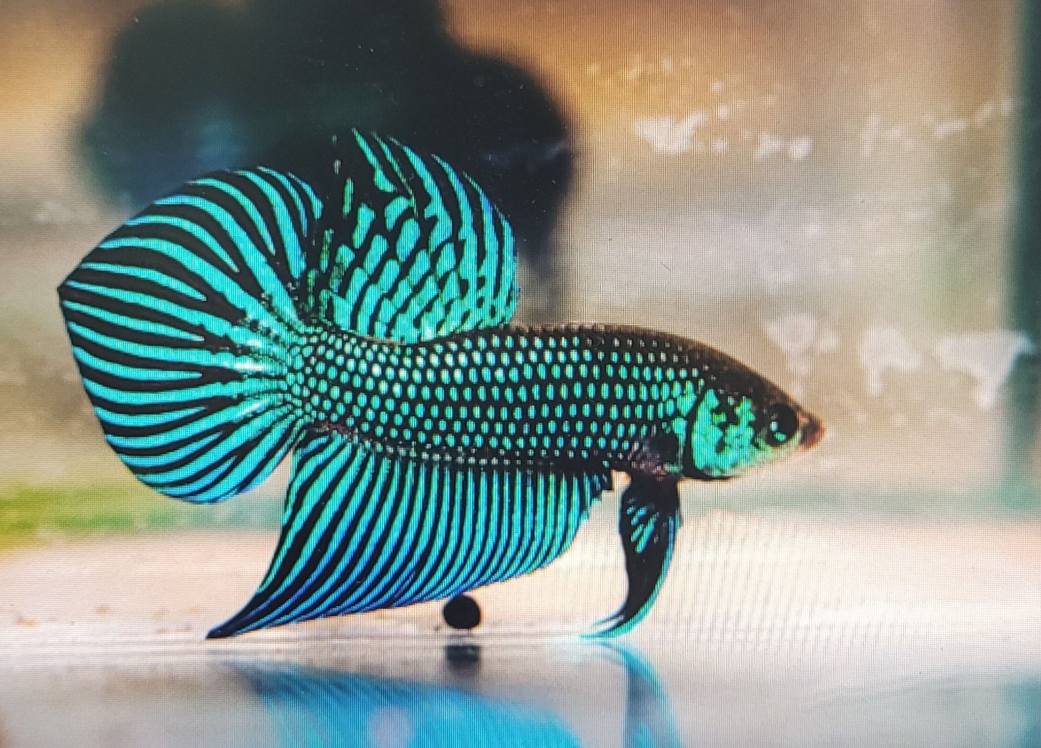 Betta Mahachaiensis