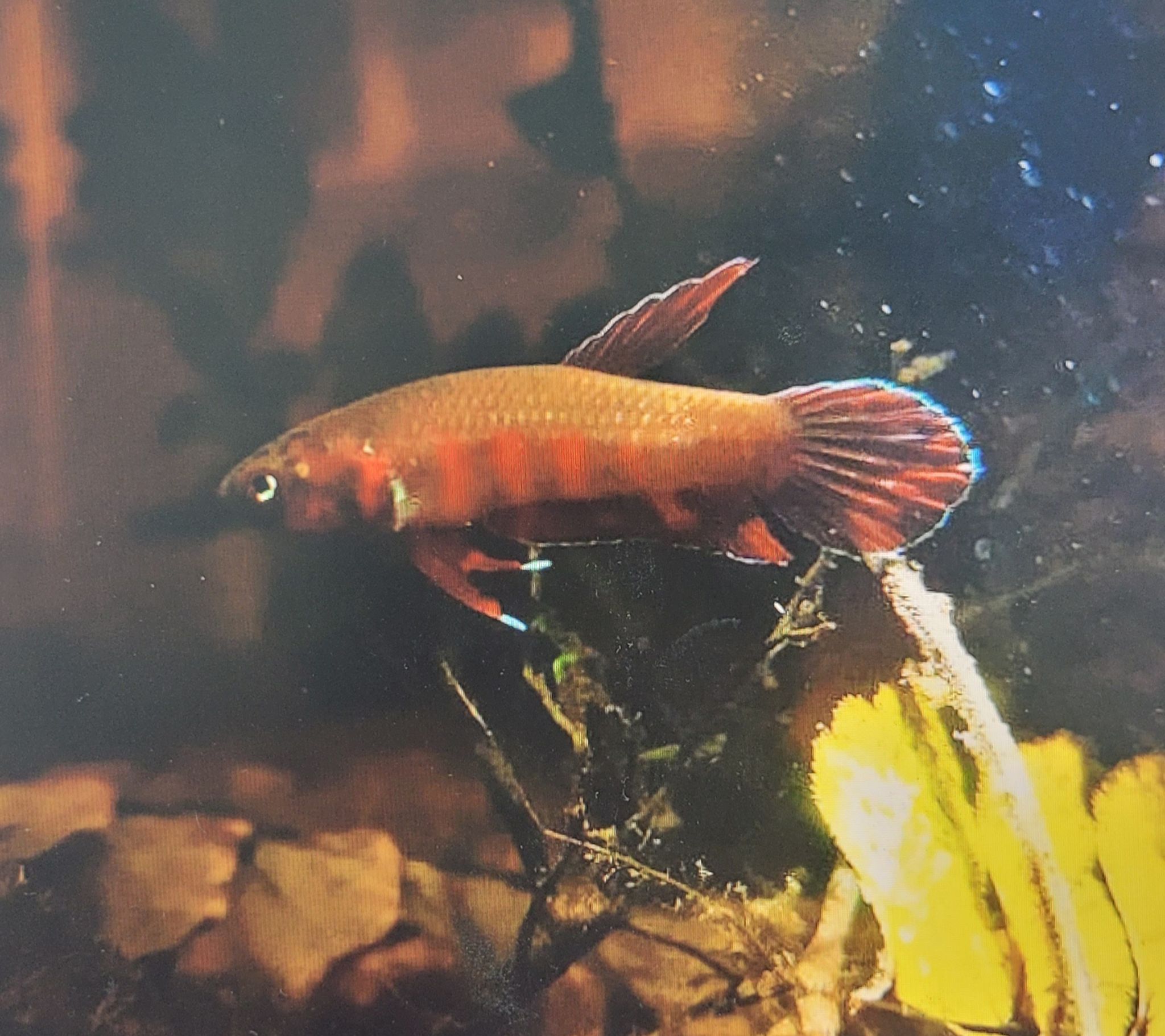 Betta Rubra