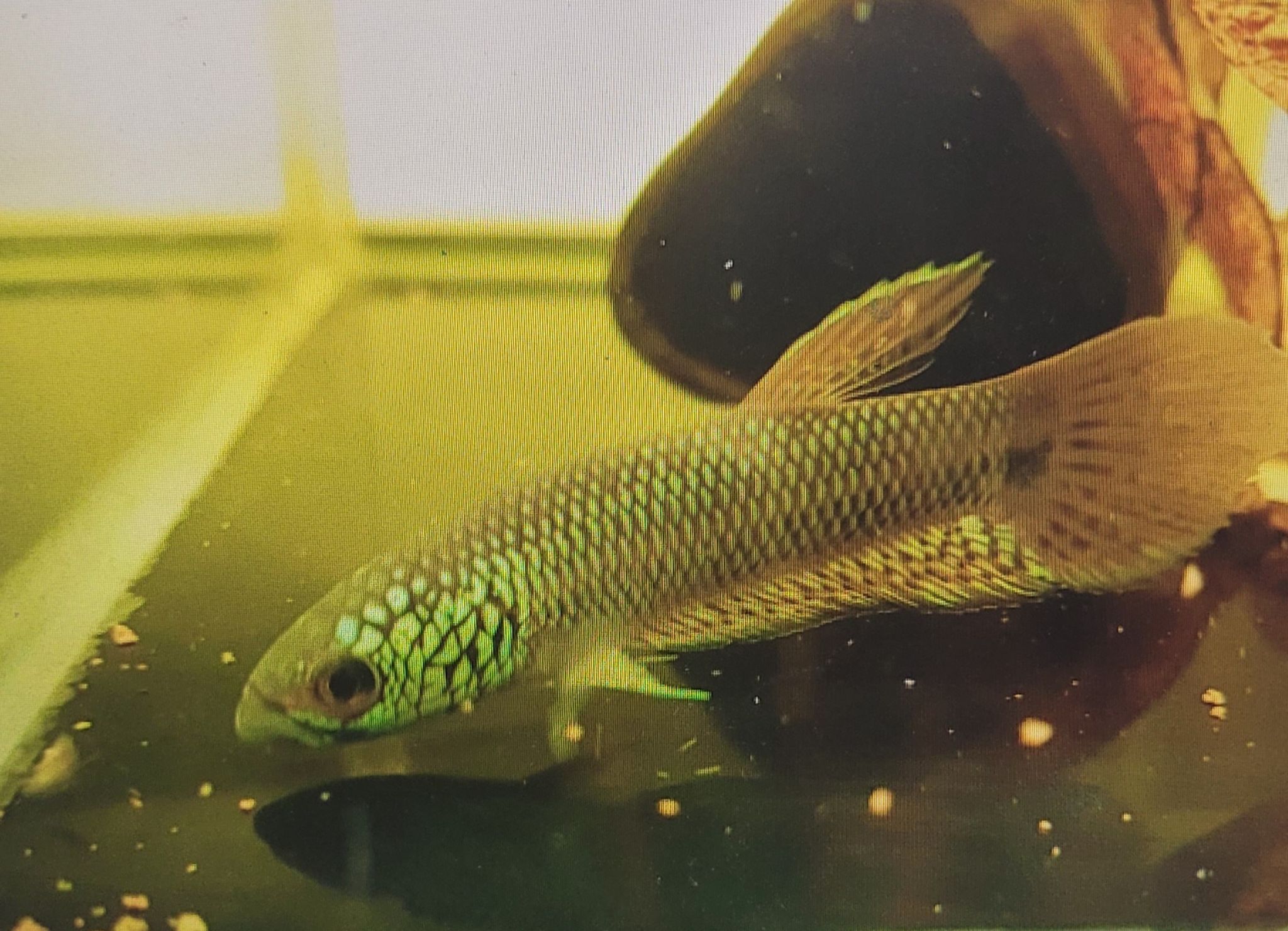 Betta sp. Antuta