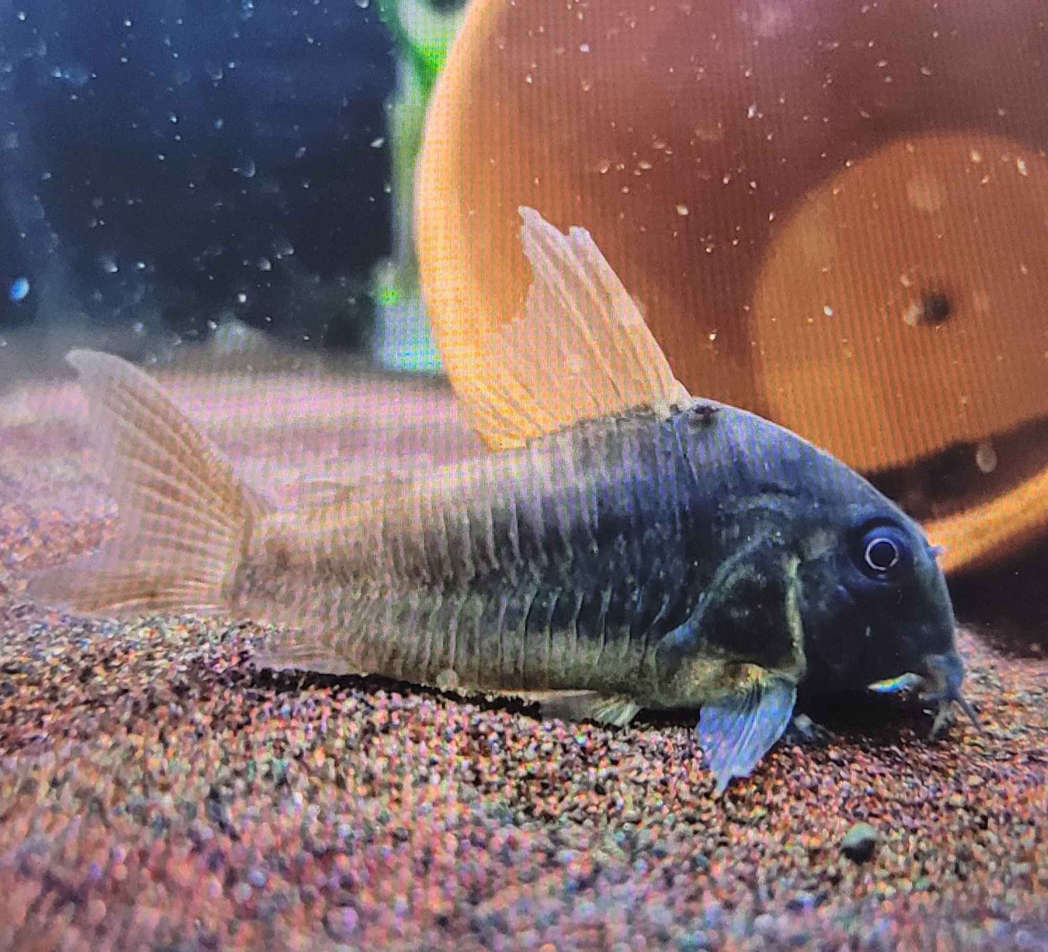 Corydoras Concolour