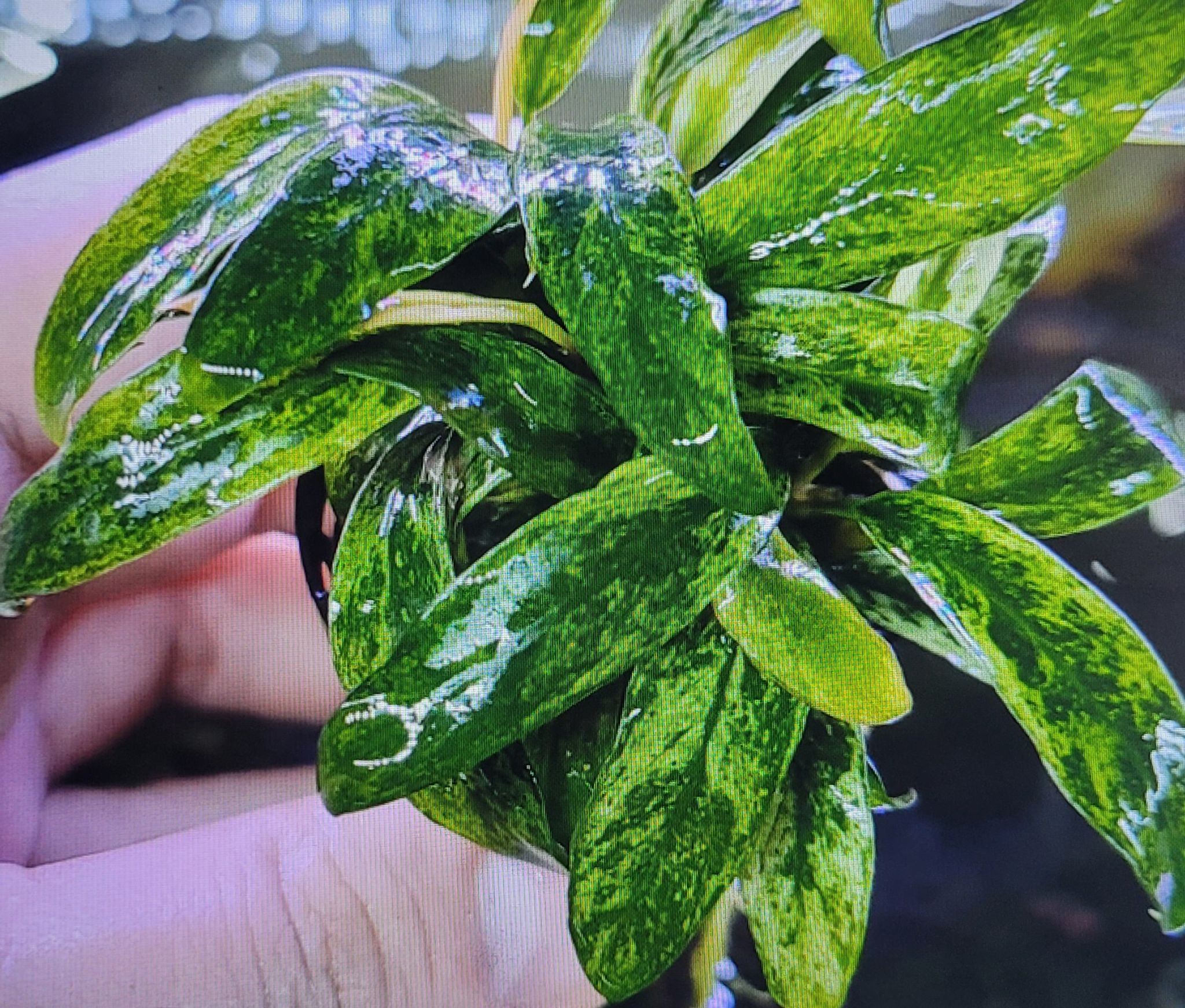 Anubias Barteri var. Glabra Variegated