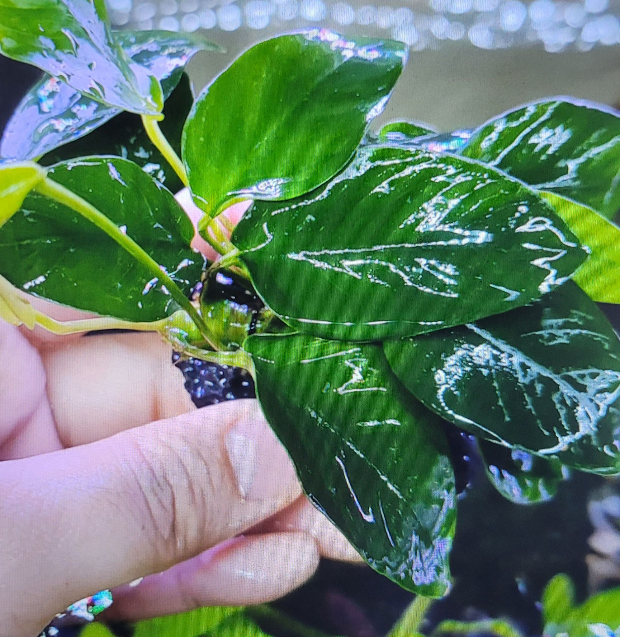 Anubias Barteri var. Mini Nana - Rock