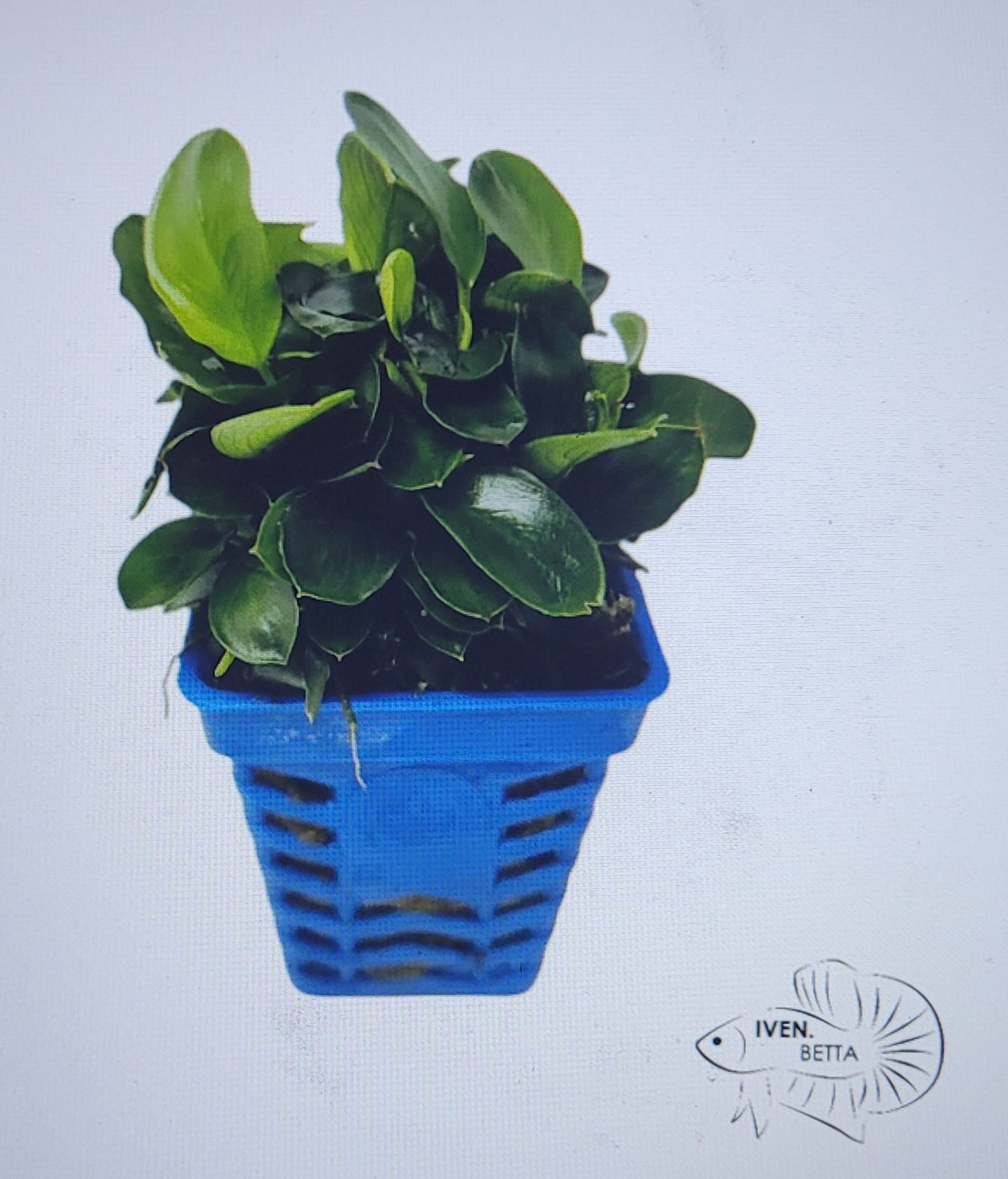 Anubias Barteri var. Petite Nana