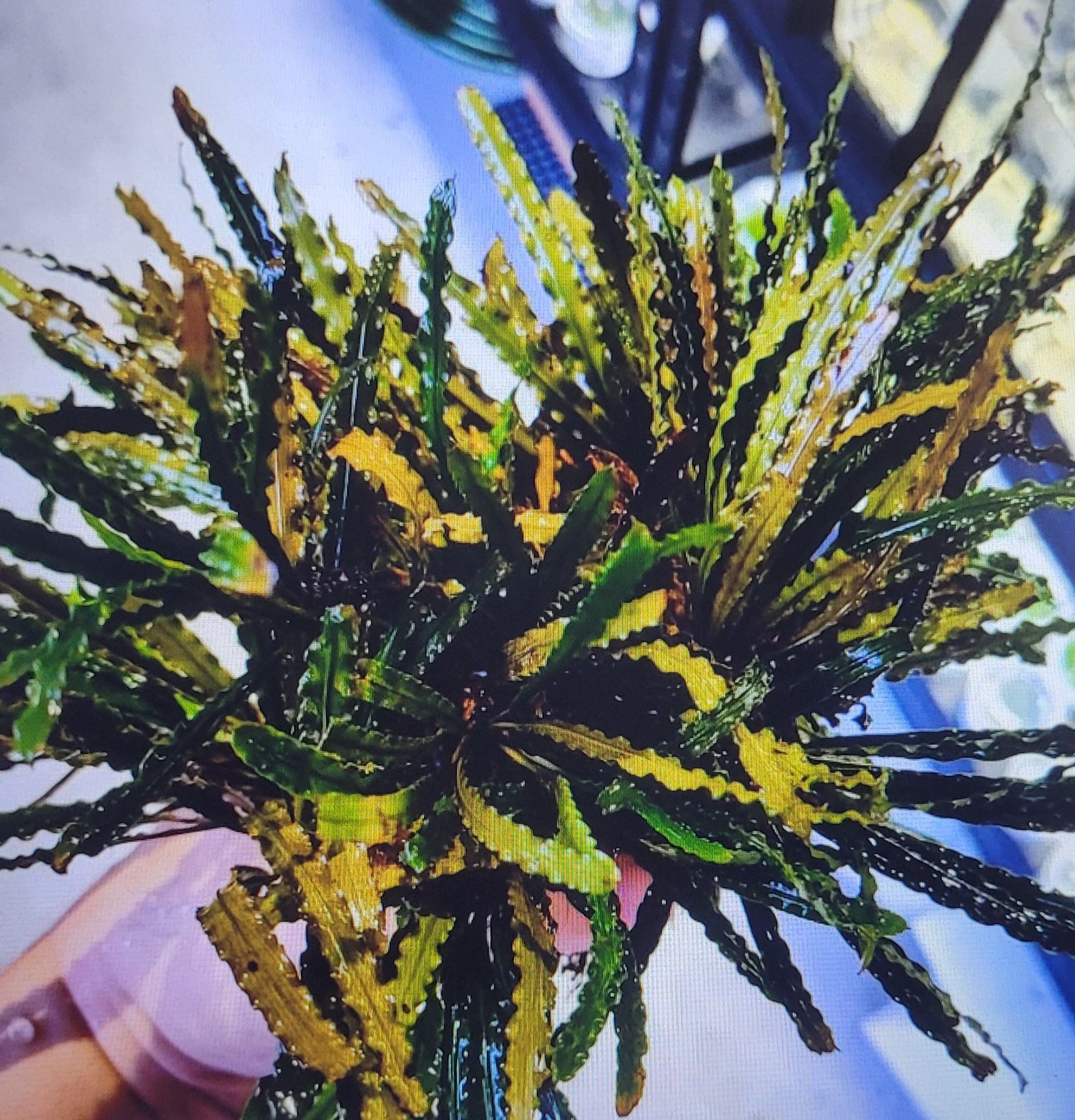 Fenestratarum Mulyadii
