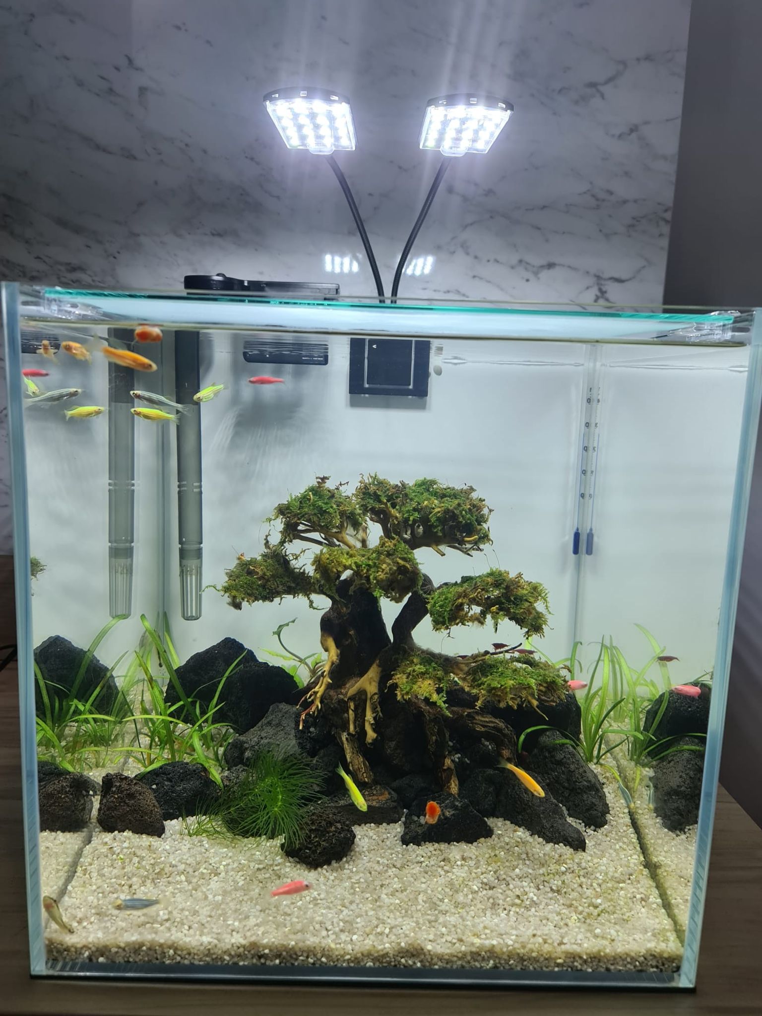Moss Tree For Aquascape