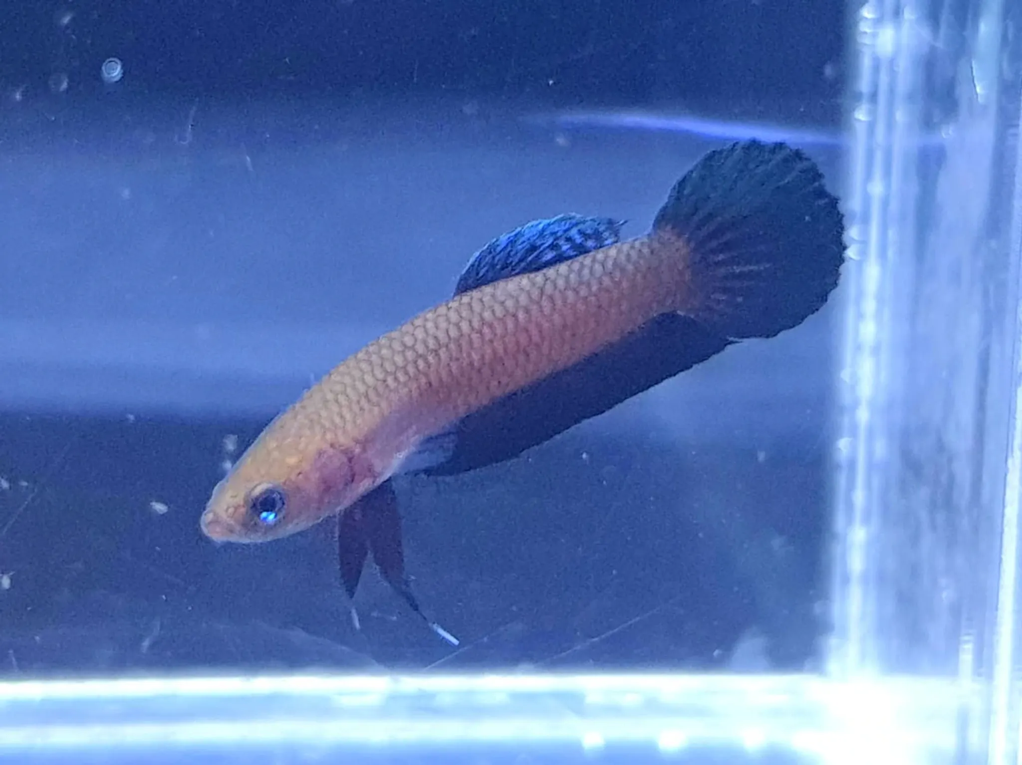 Betta Persephone