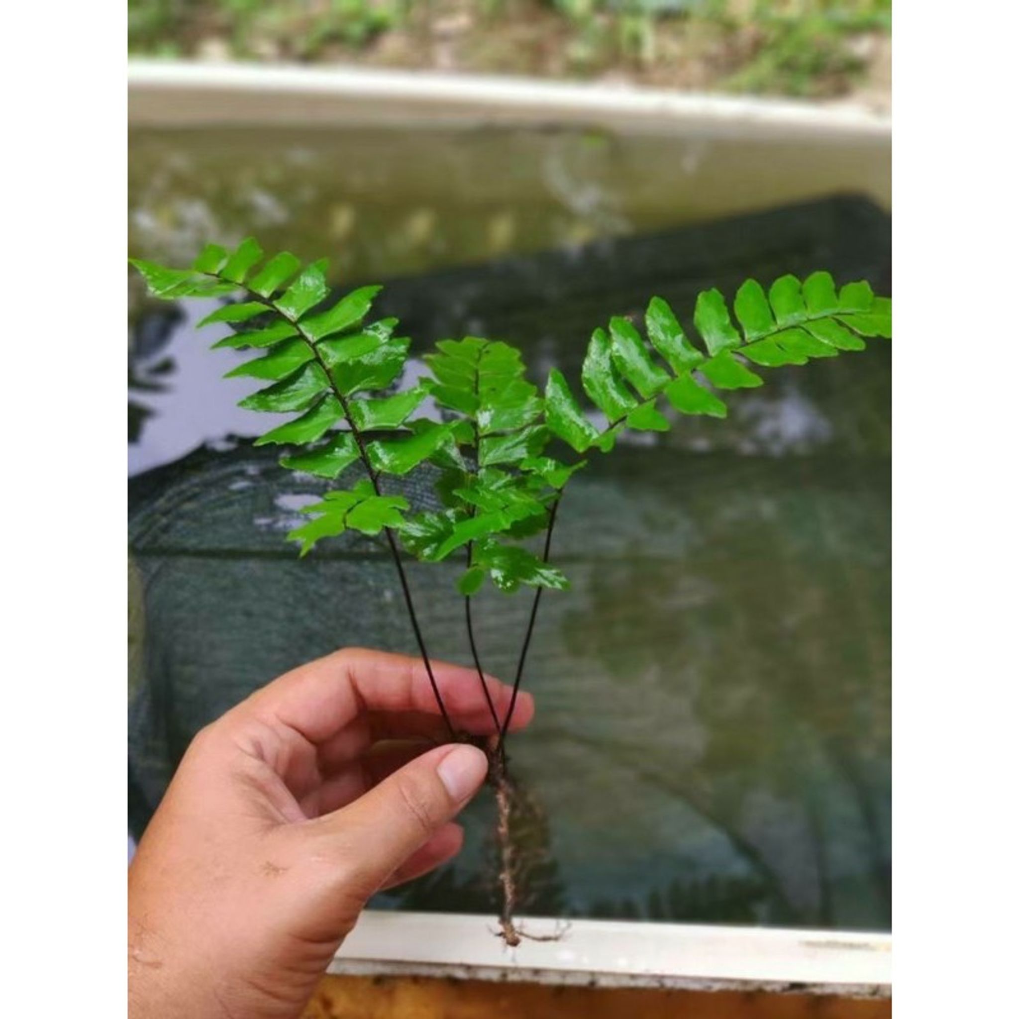 Adiantum Fern