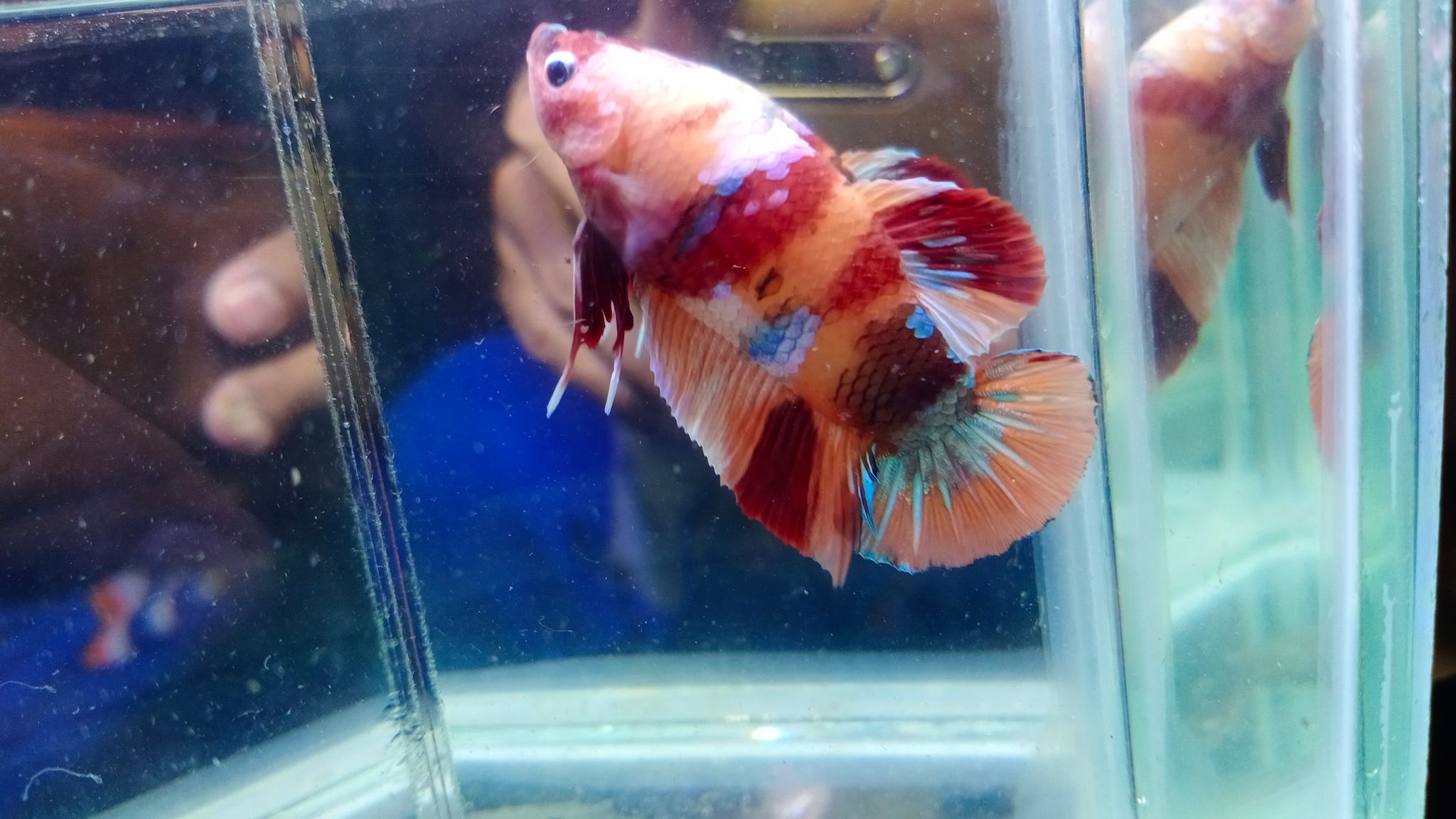 A4. Betta Fish Baby Giant Nemo Cooper