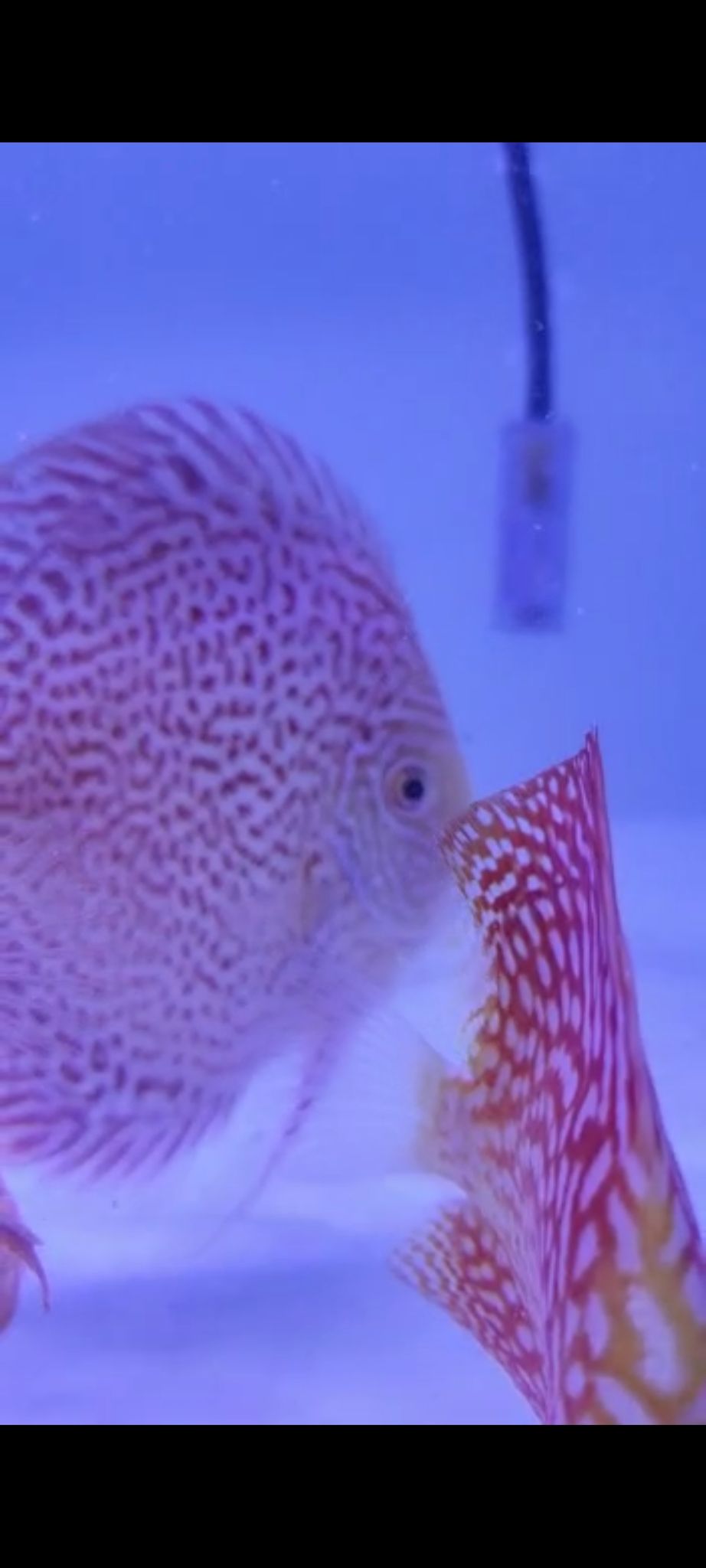 Highbody Leopard Skin Discus