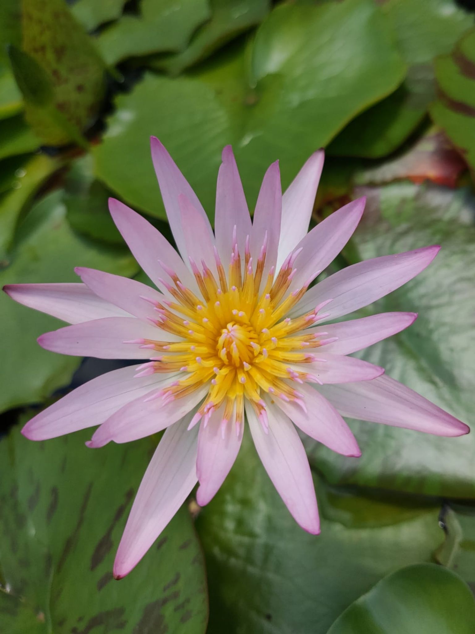 Water Lily