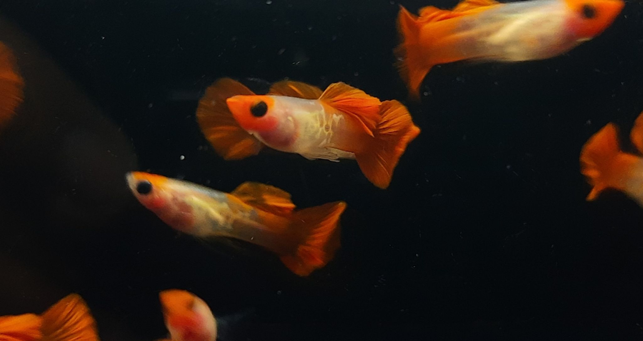 Guppy Snakeskin Koi Glassbelly