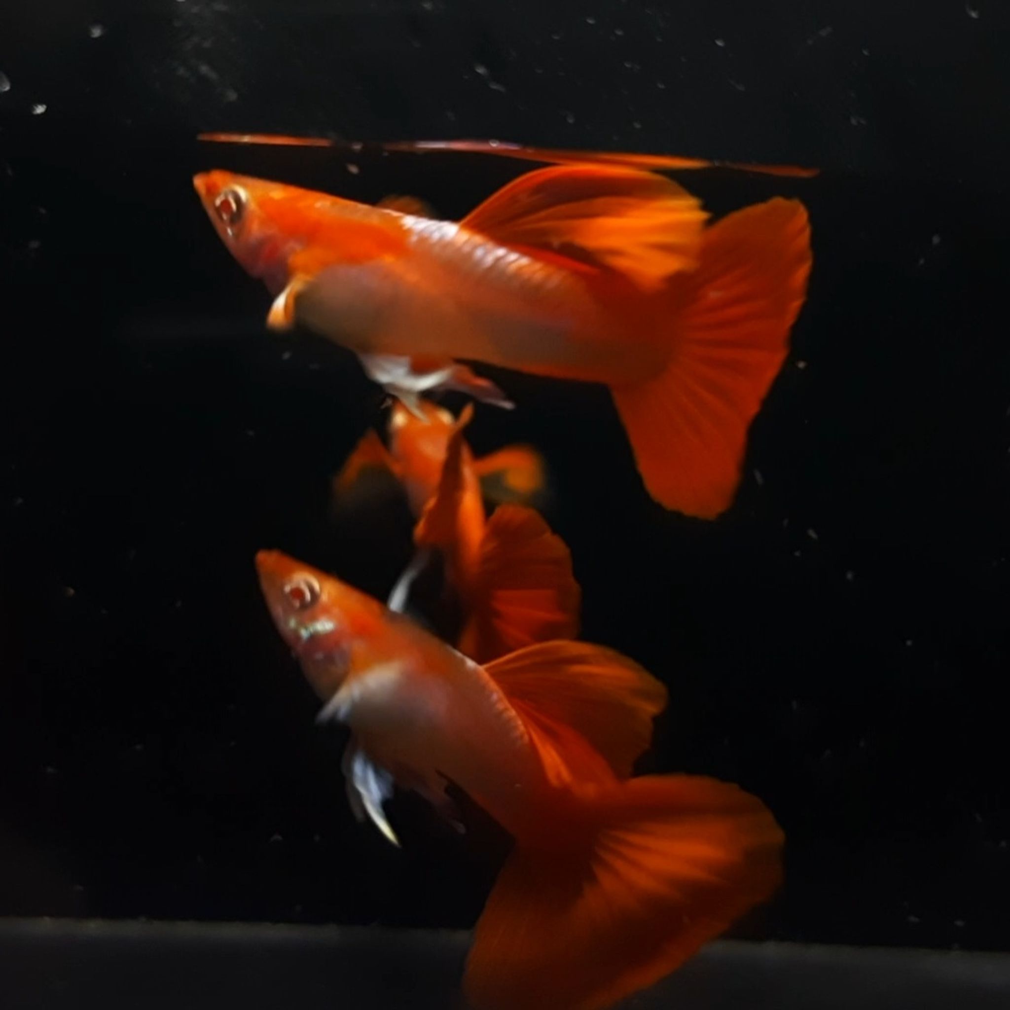 Guppy Albino Tuxedo Red White Ear