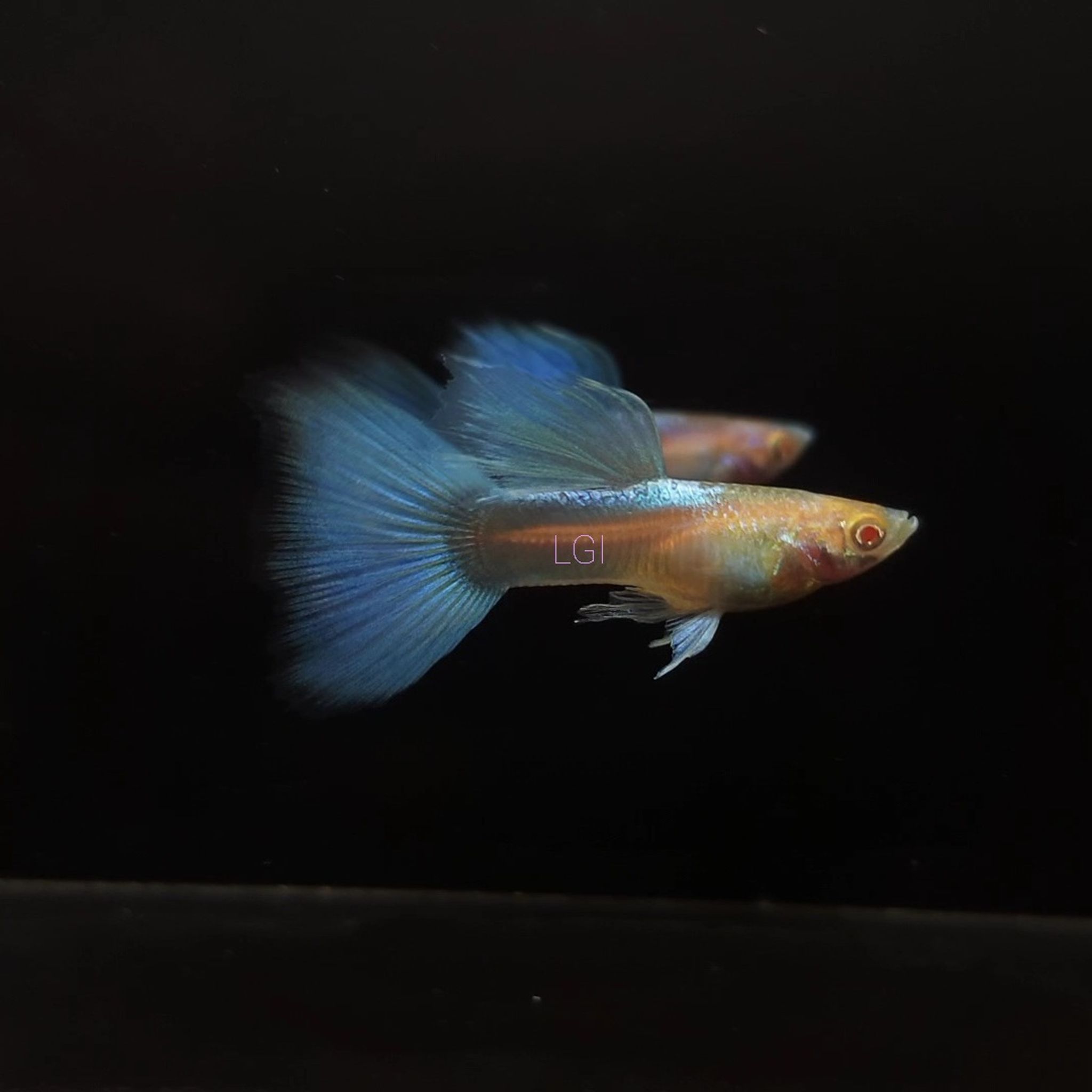 Guppy Sky Blue