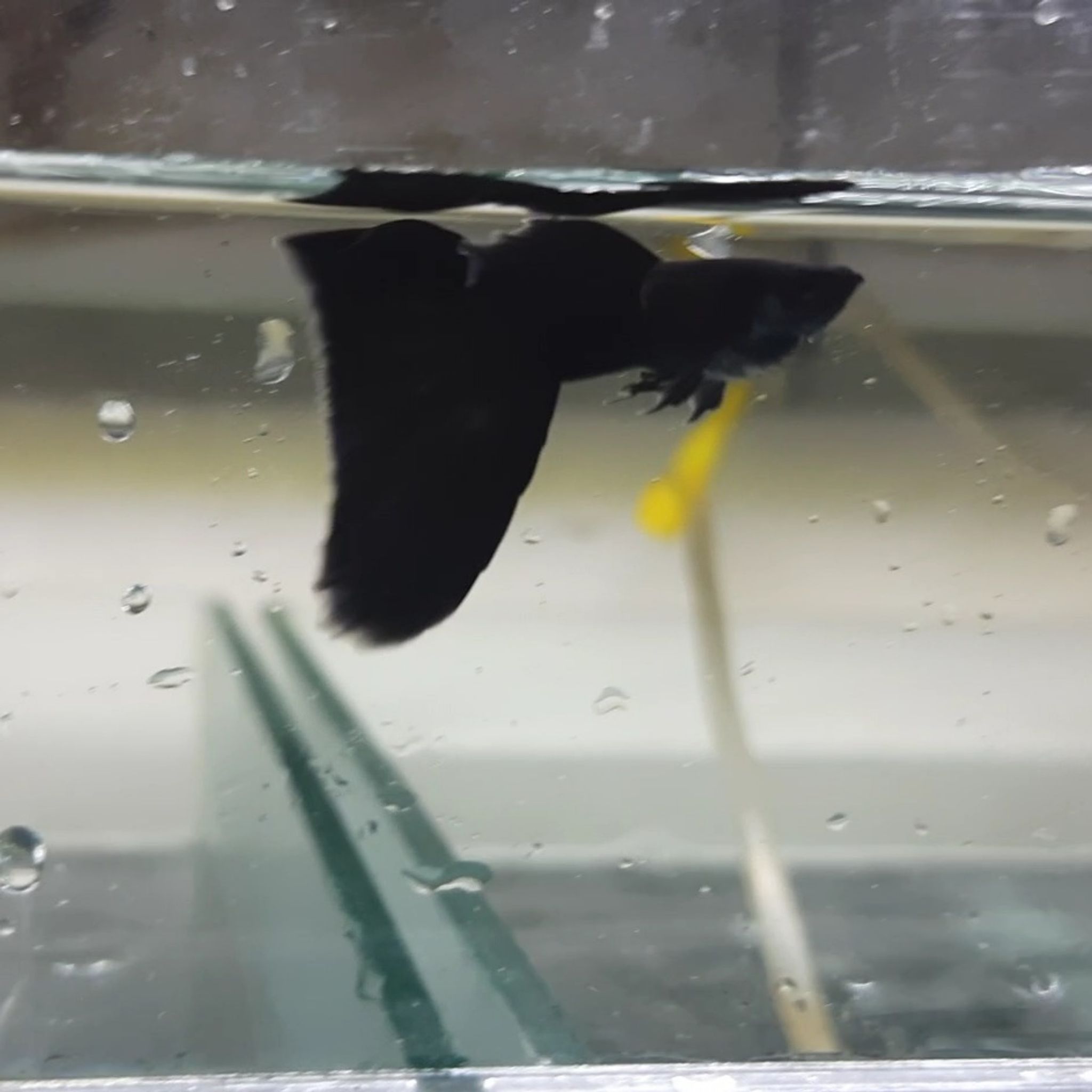 Guppy Black Moscow