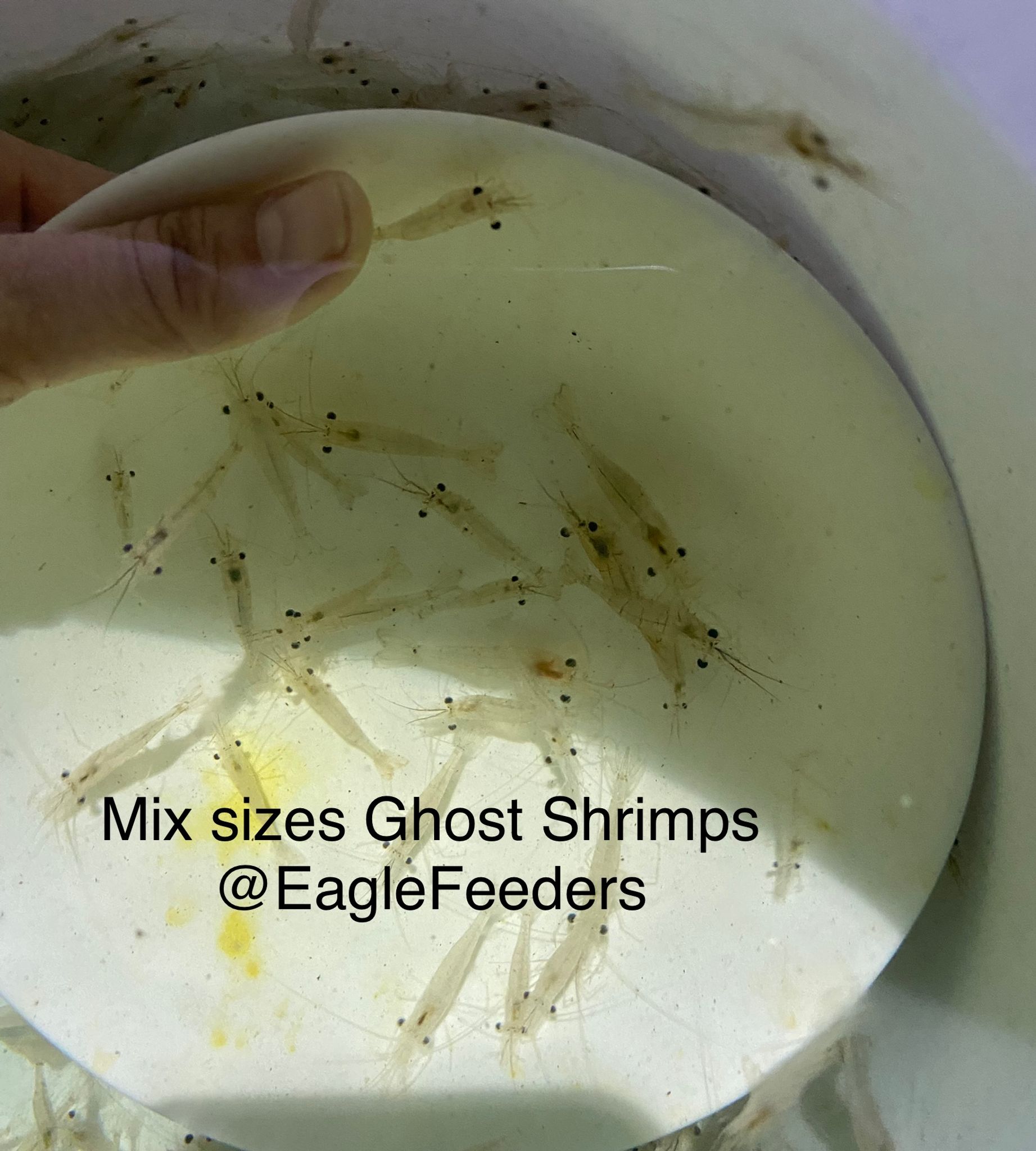 Live feed Shrimps ghost shrimps Live Feeders