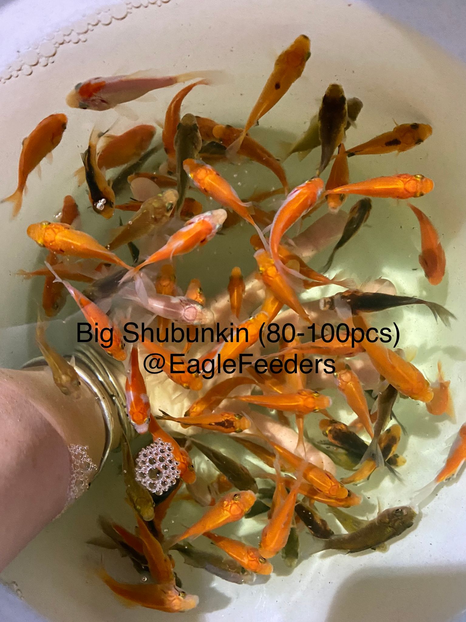Live feed Goldfish comet goldfish aka Shubunkin feeders (3-4cm)
