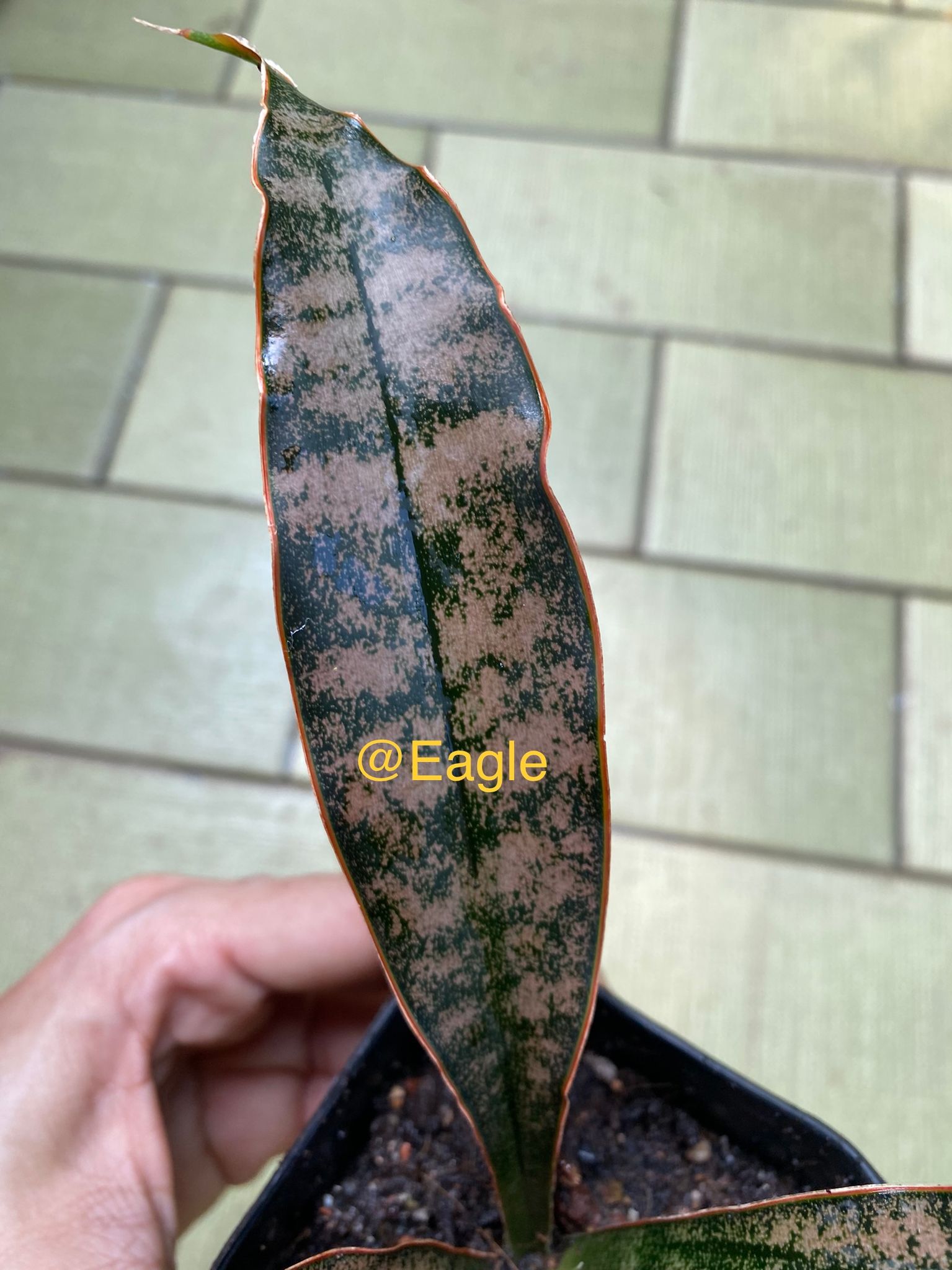 Sansevieria kirkii coppertone (plant in picture is sold, we have similar)
